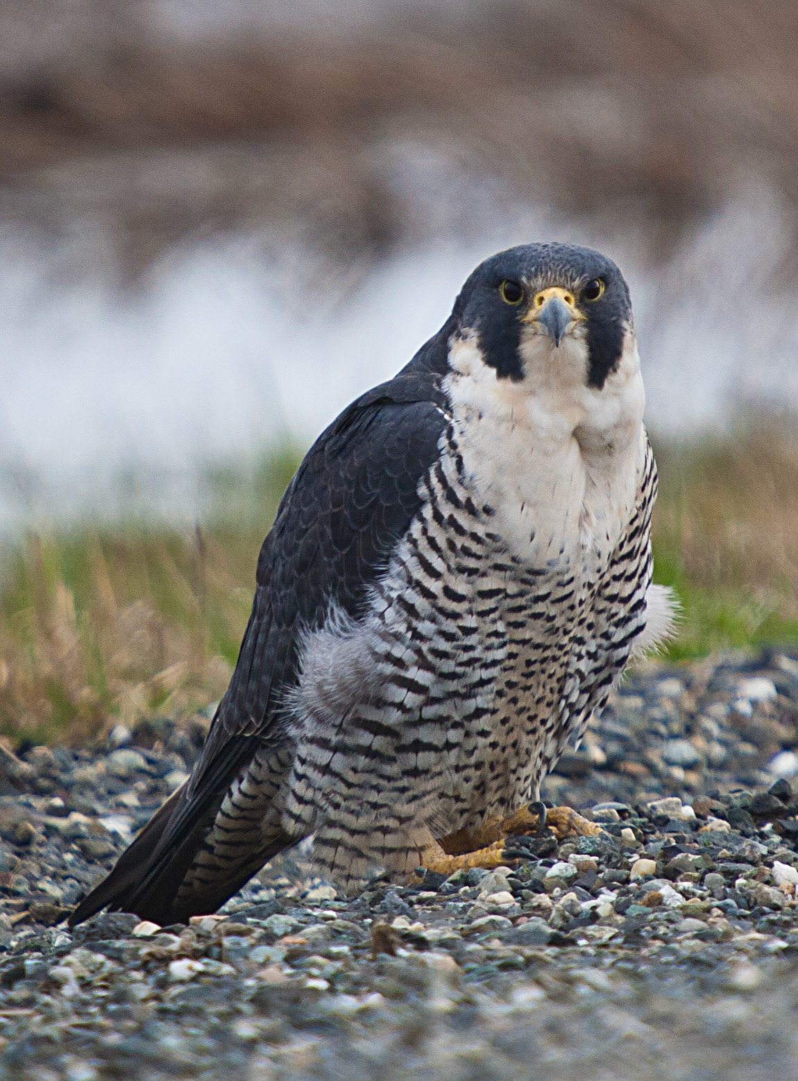 Peregrine Falcon