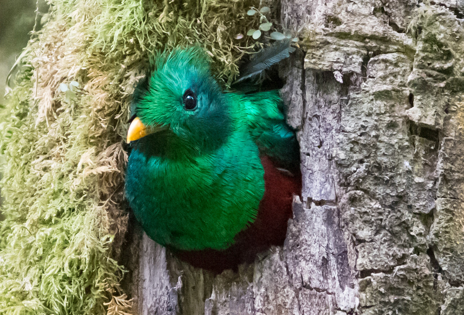 Resplendent Quetzal, Male
