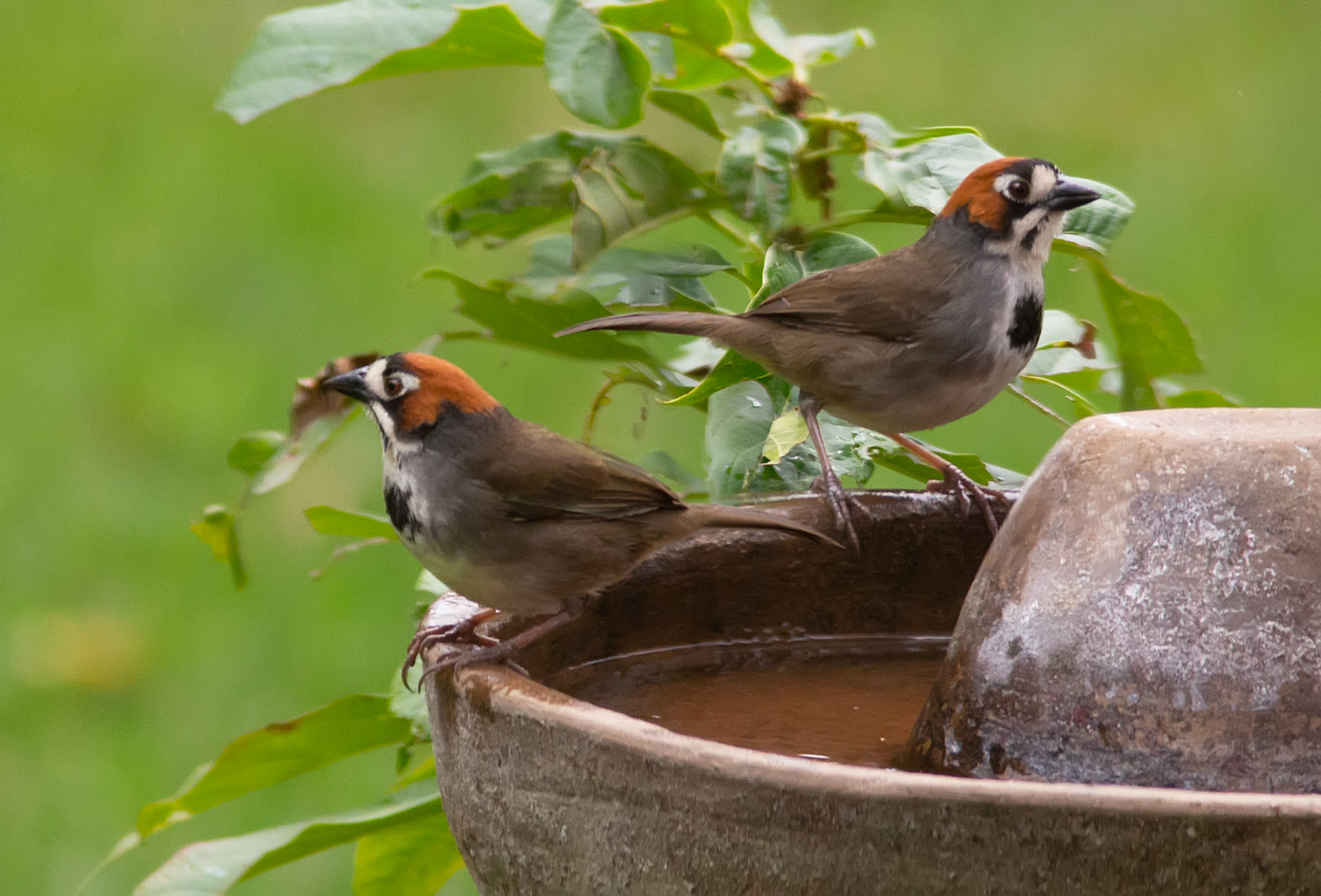 Cabanis's Ground-Sparrows