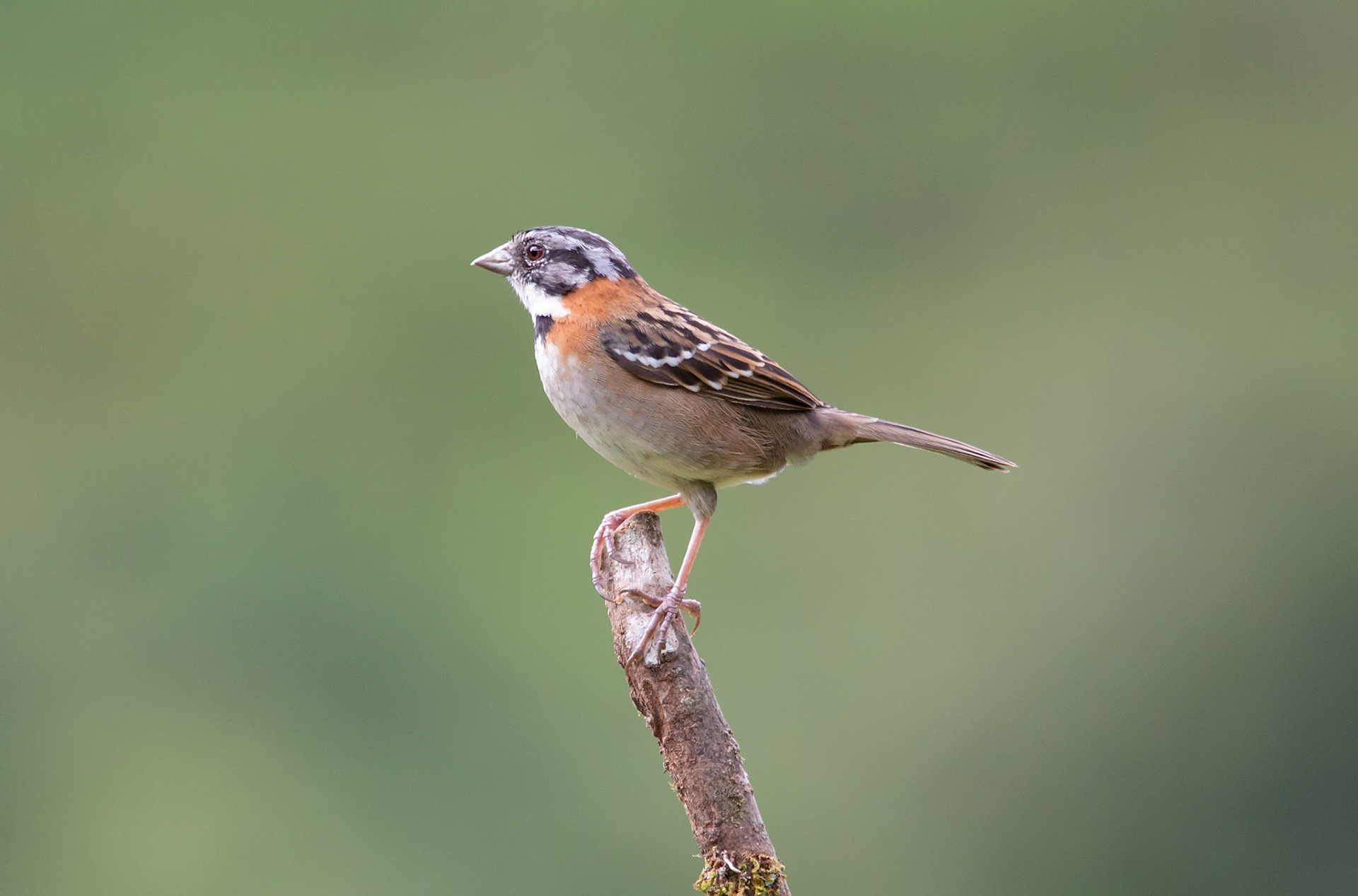 Rufous-collared Sparrow