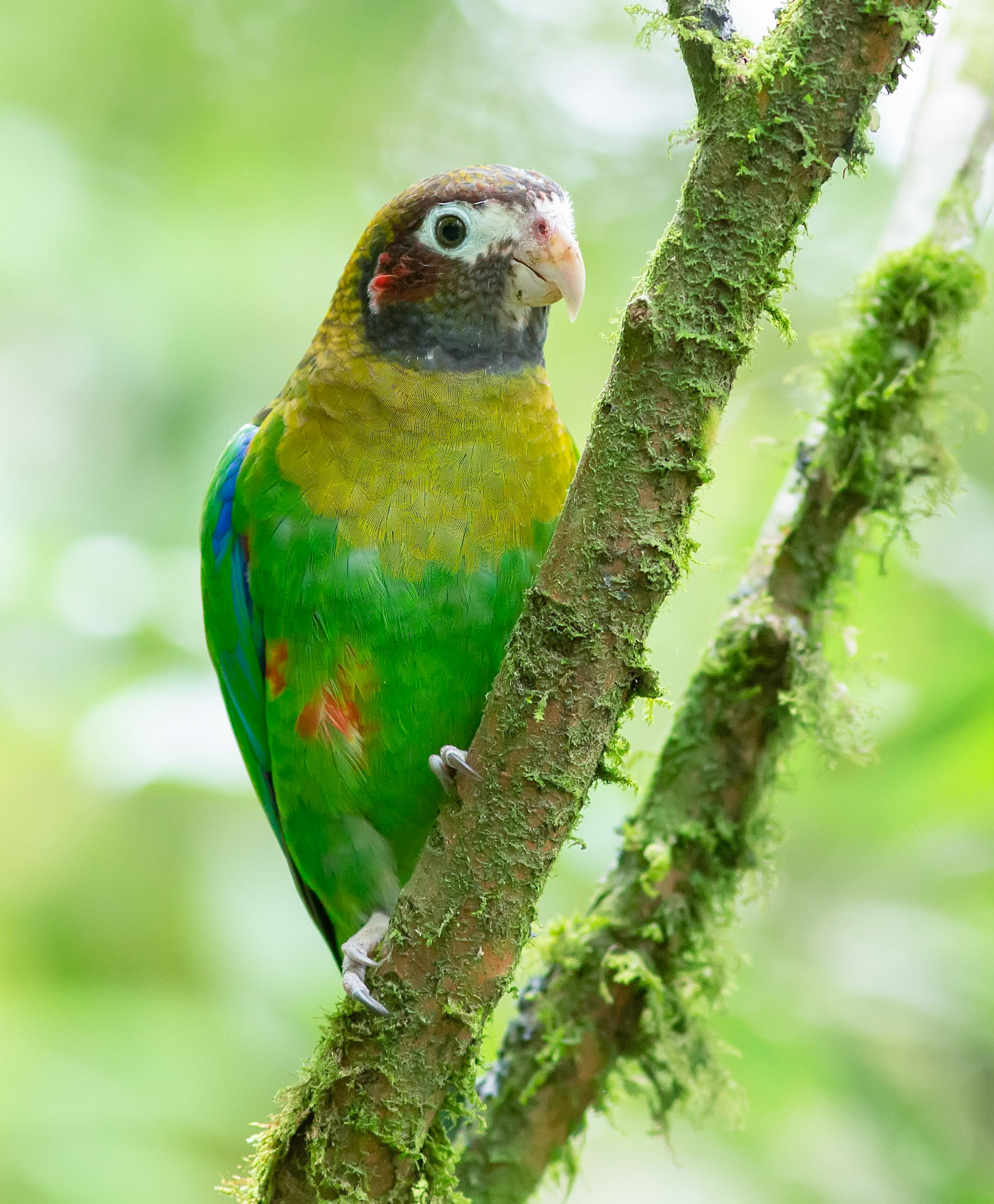 Brown-hooded Parrot