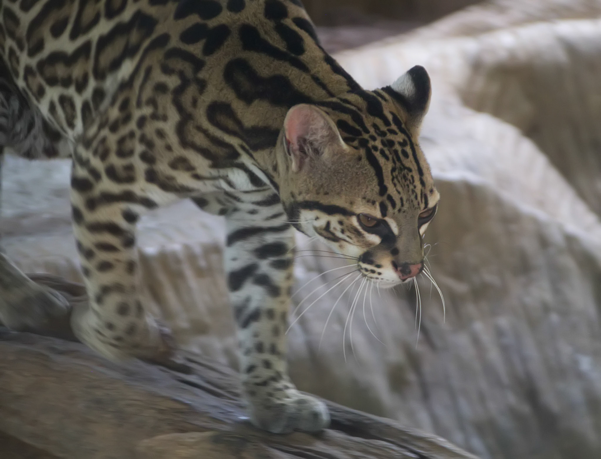 Margay Cat walking on the rocks