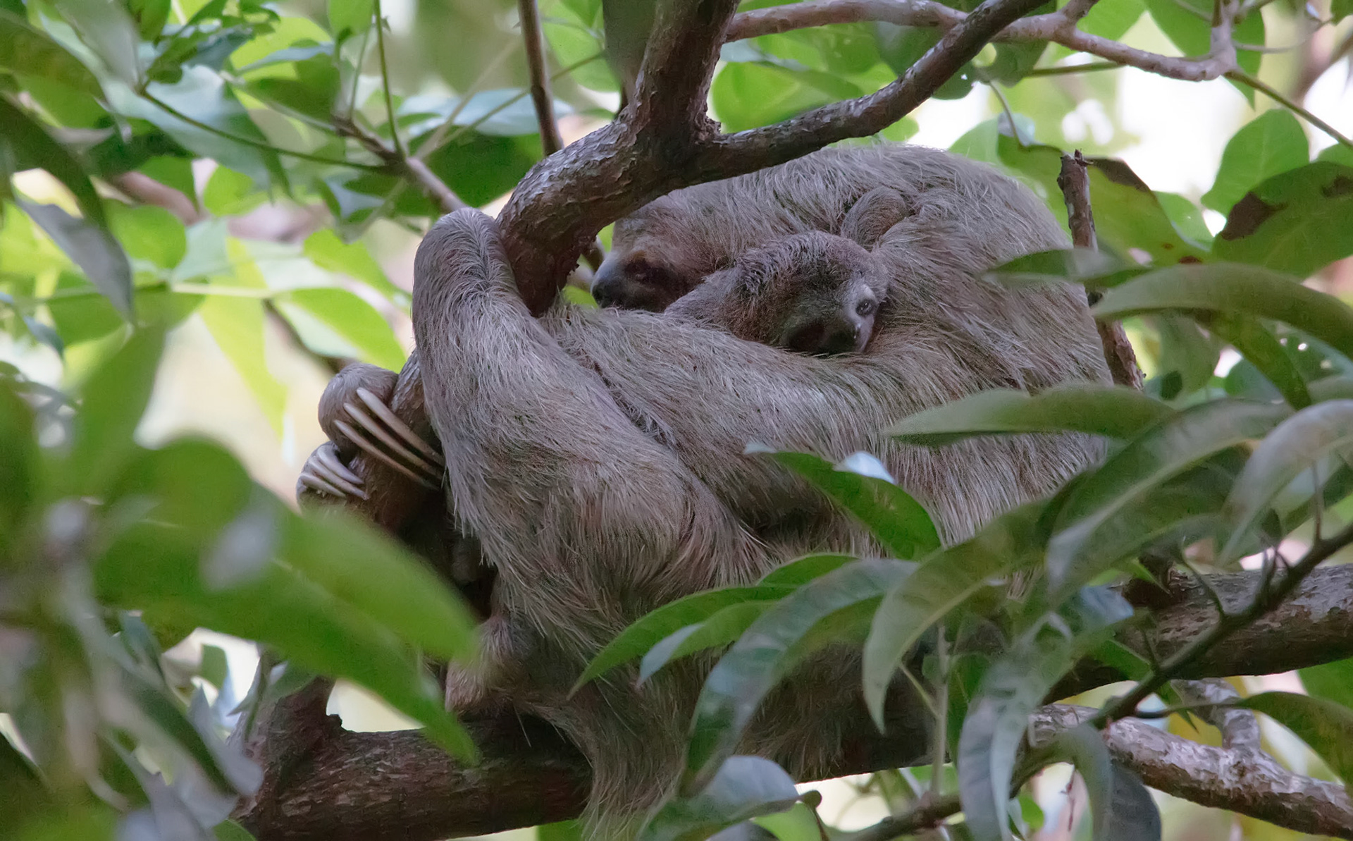 Three-toed Sloth, Mama with Baby