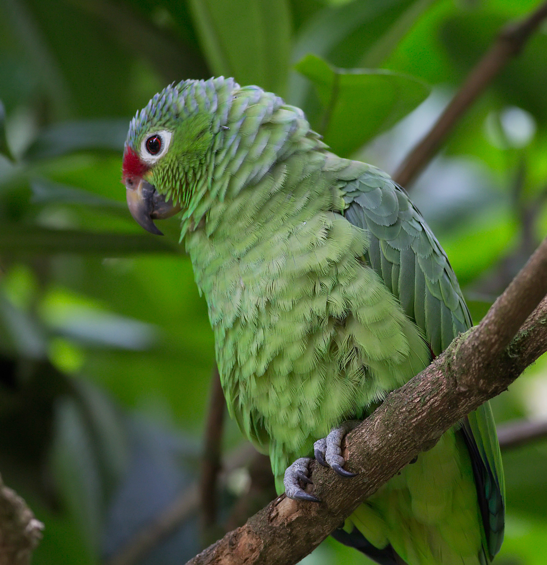 Red-lored Parrot