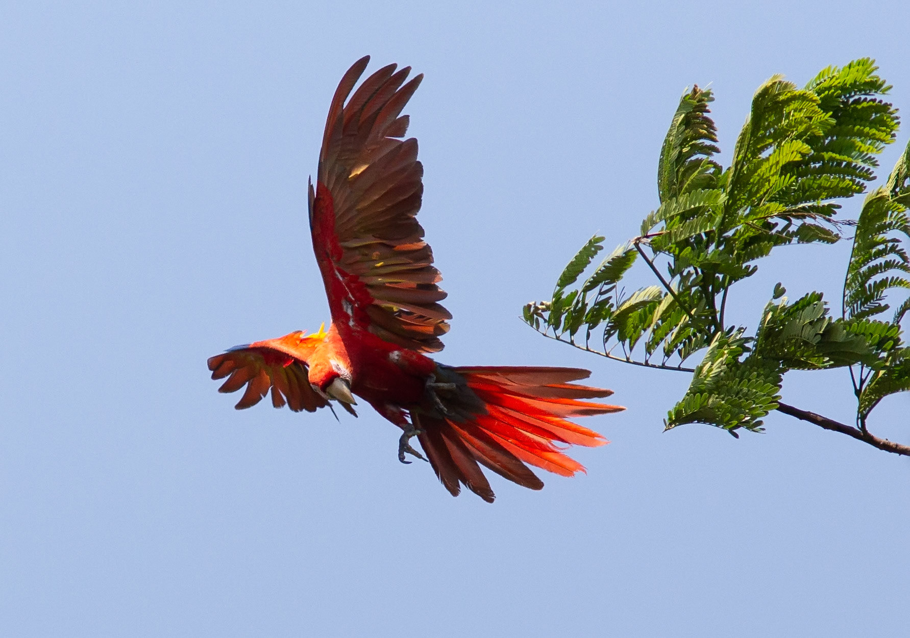 Scarlet Macaw iin Flight