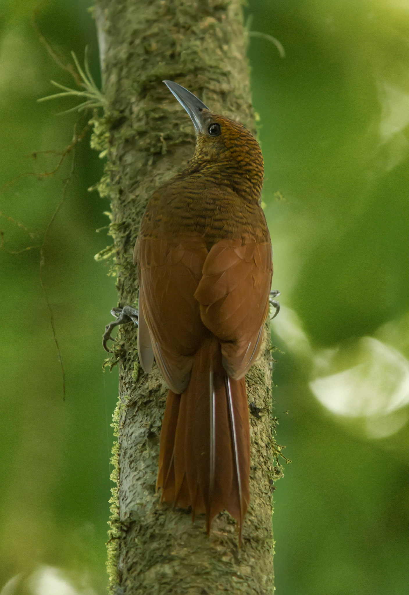 Northern Barred-Woodcreeper