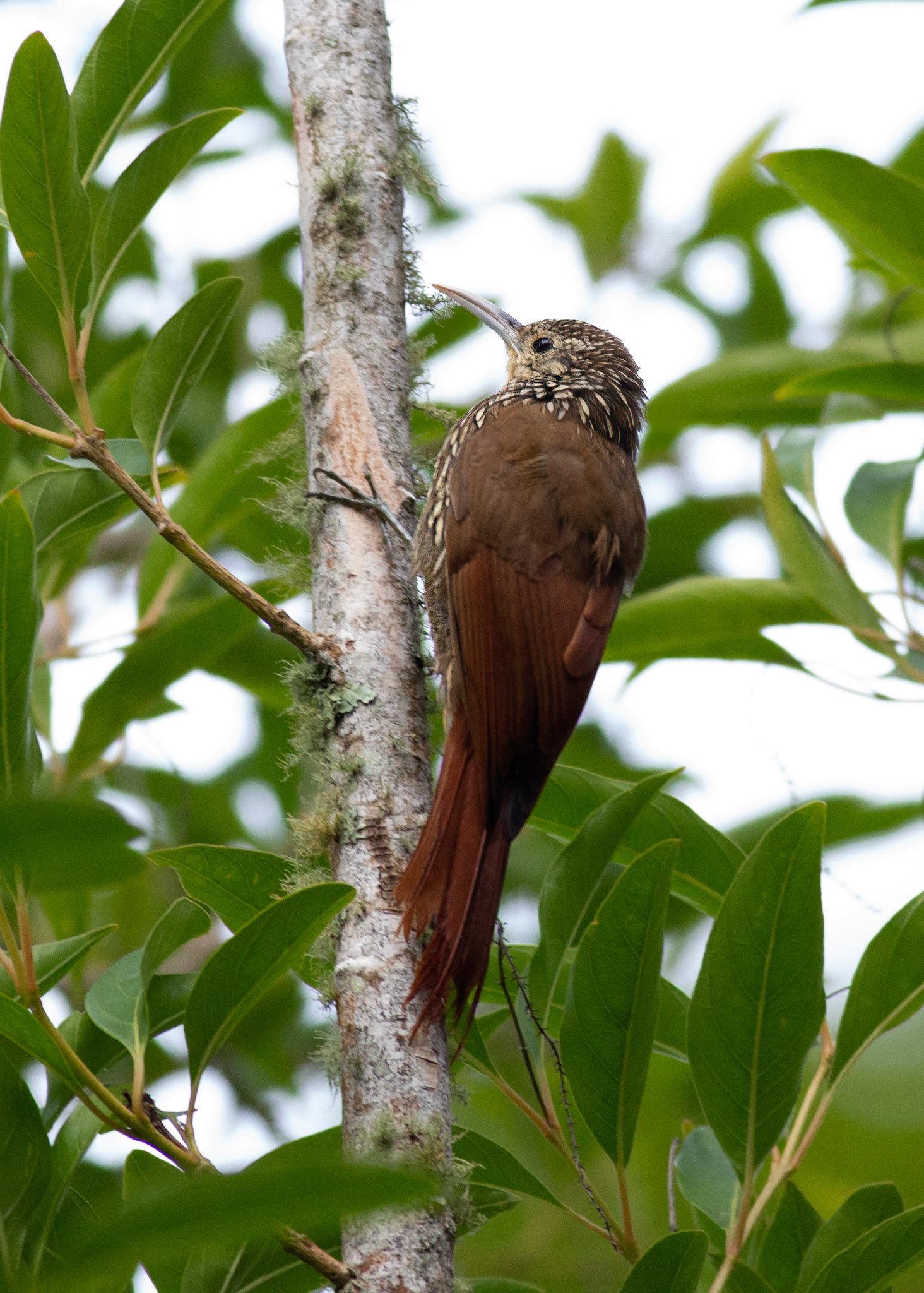 Spot-crowned Woodcreeper
