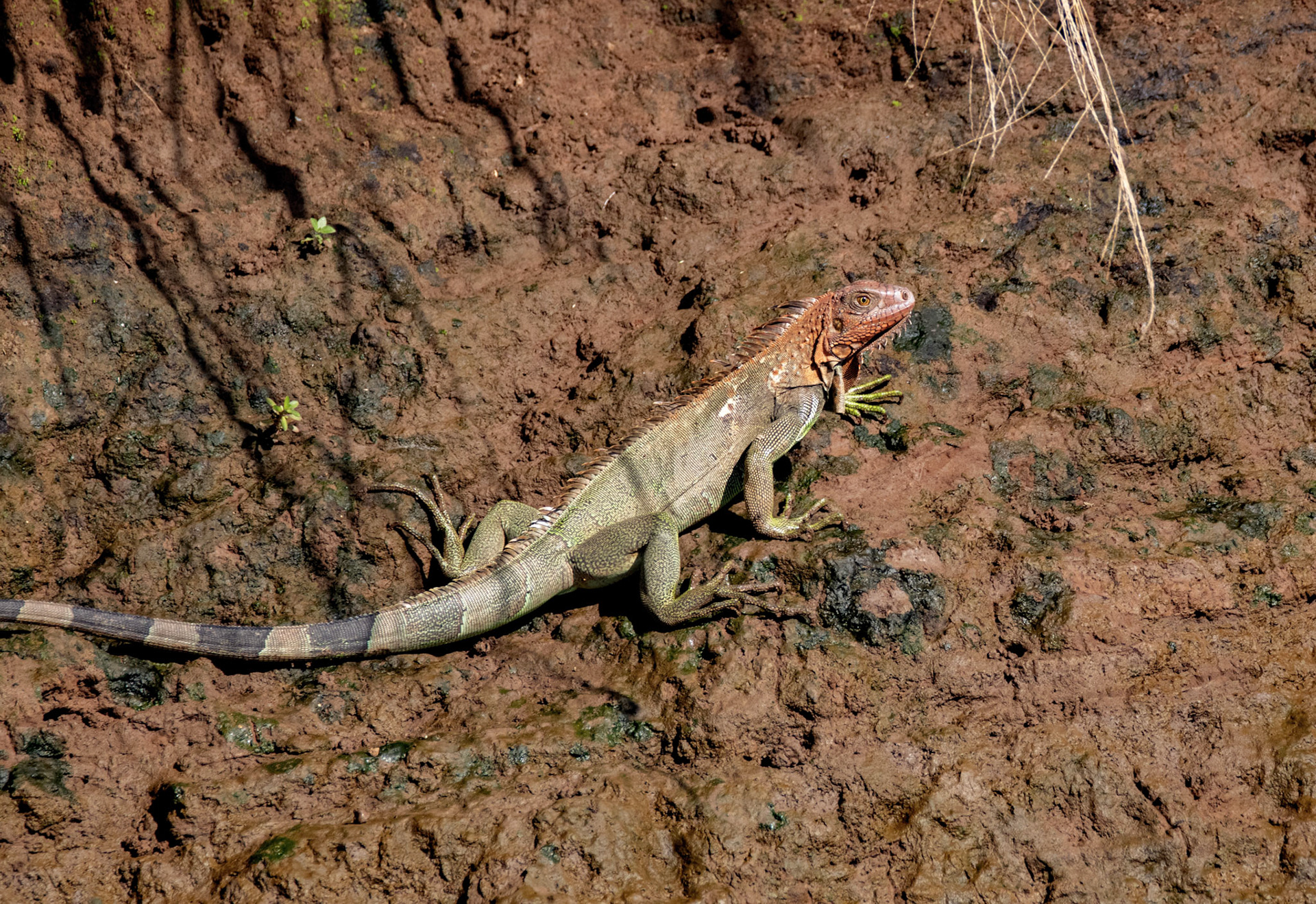 Lizard