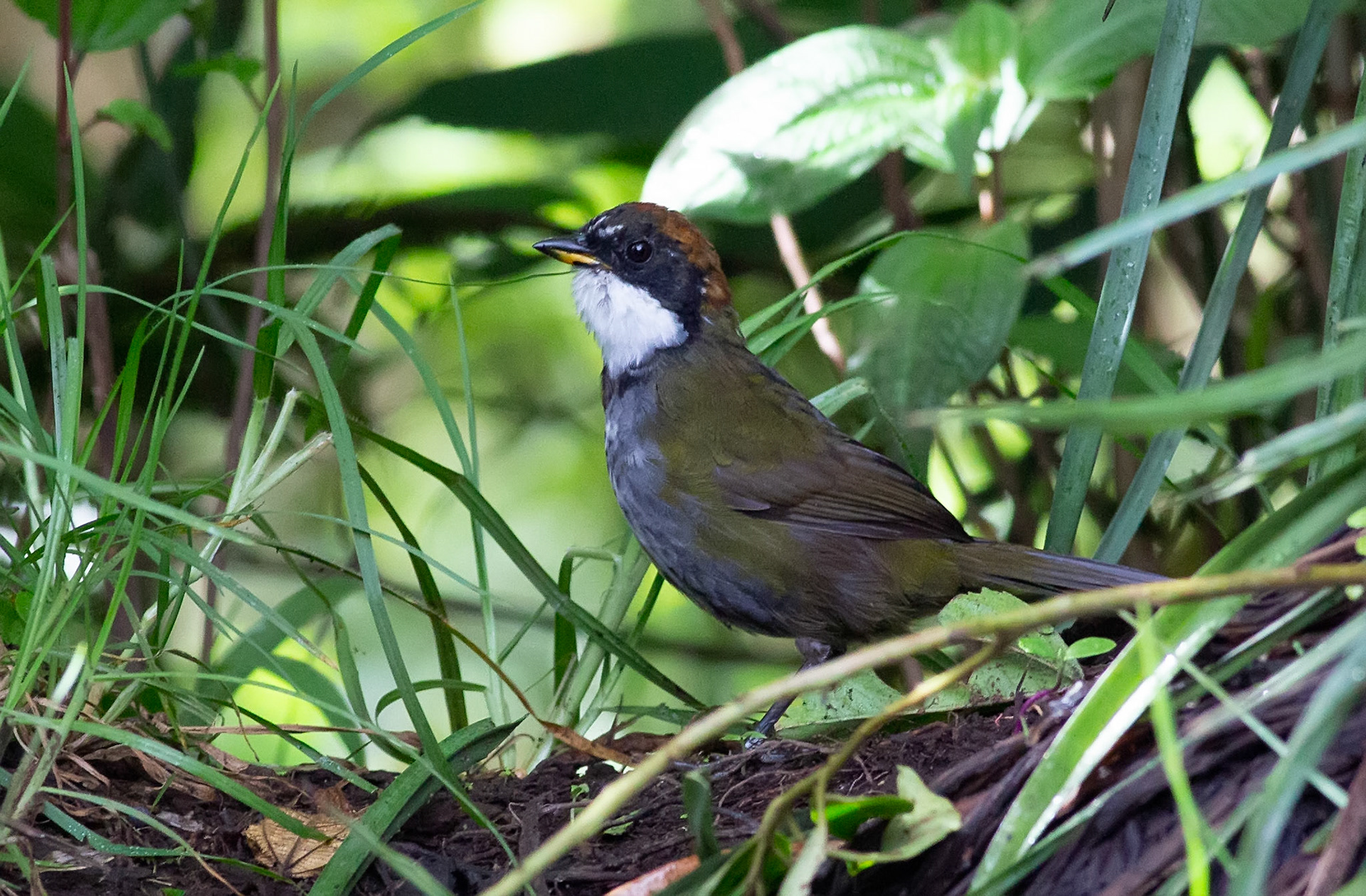 Chestnut-capped Brush-Finch