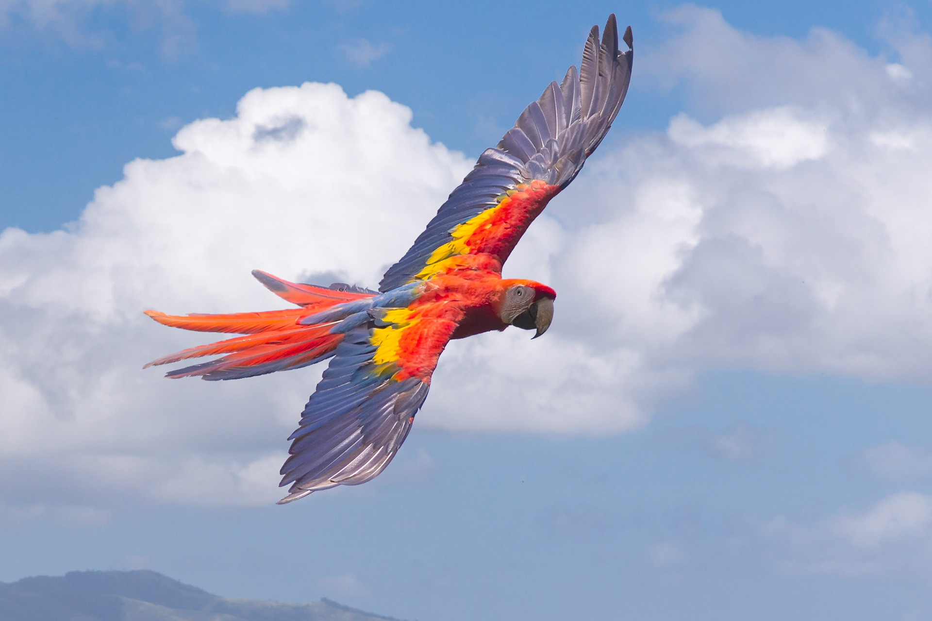 Scarlet Macaw