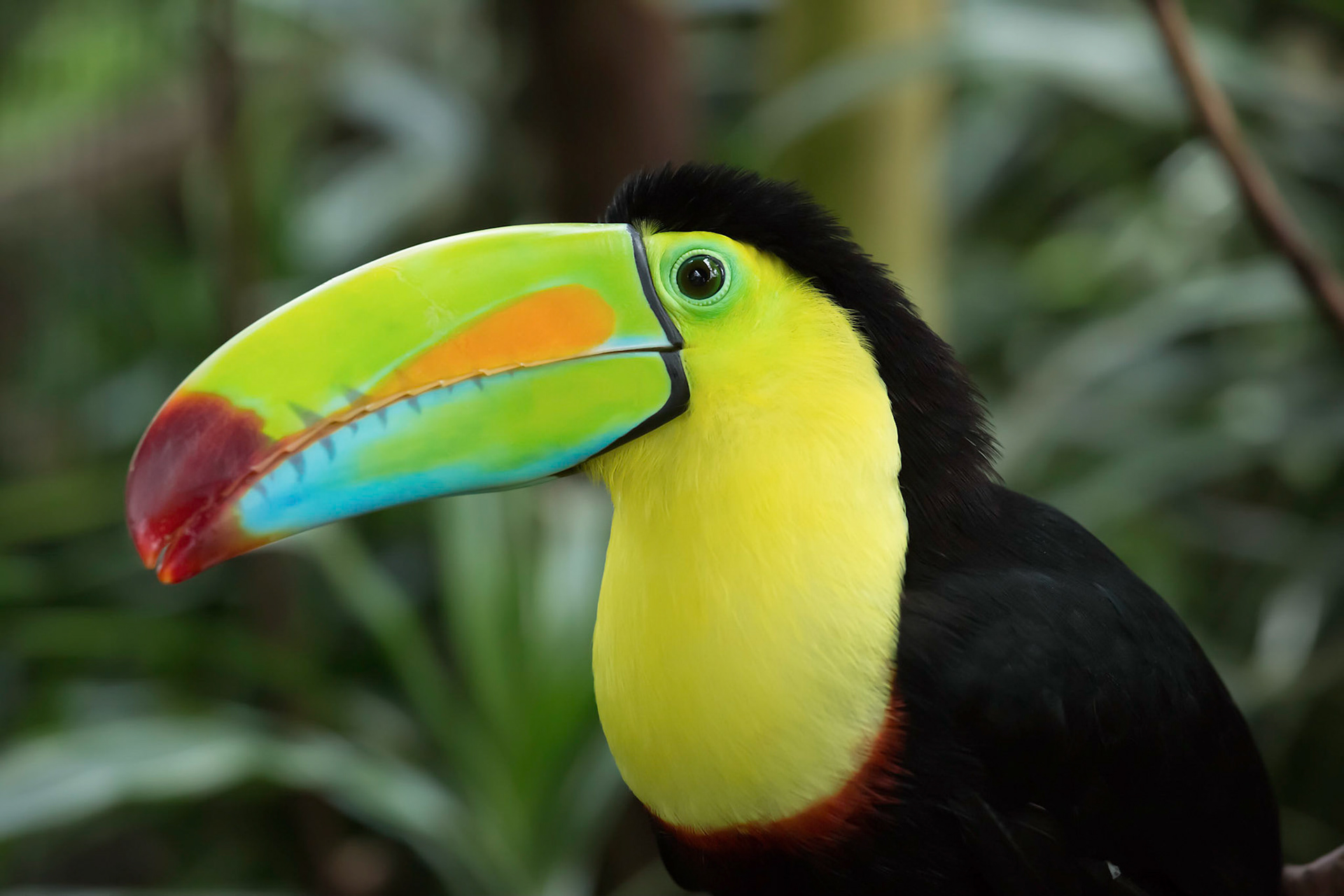 Keel-billed Toucan