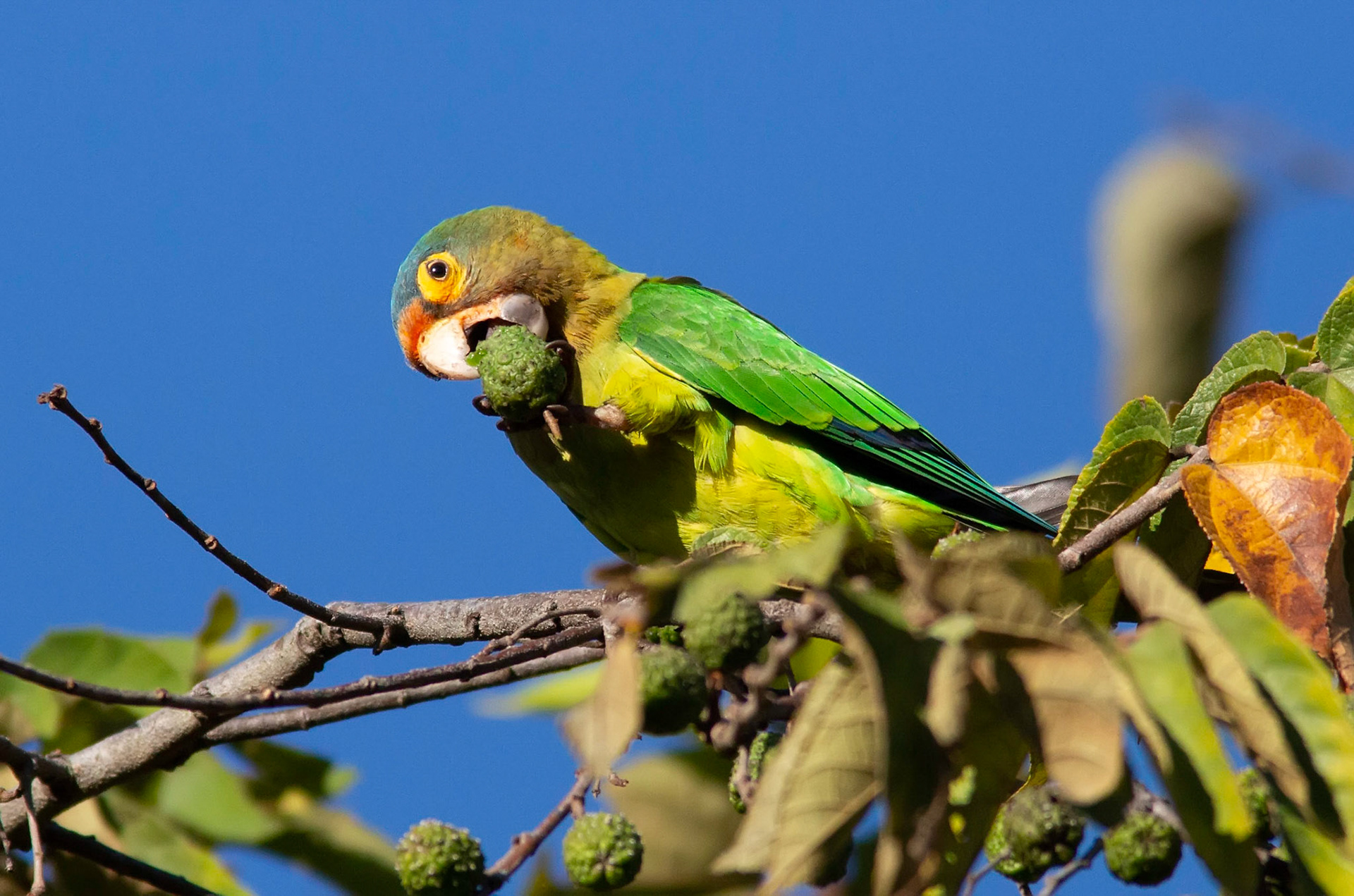 Orange-fronted Parakeet