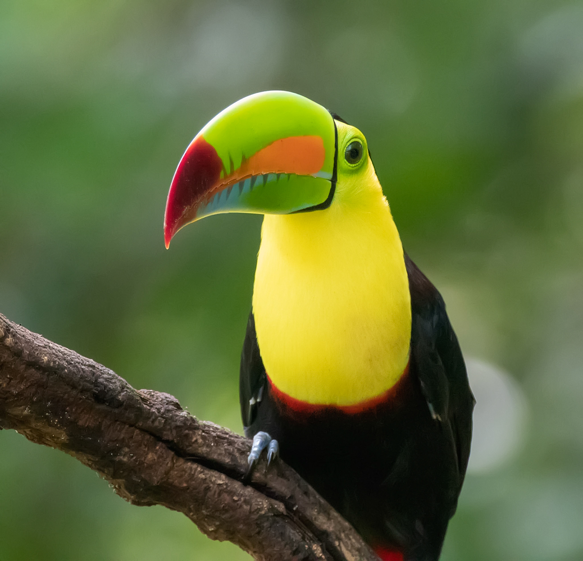 Keel-billed Toucan