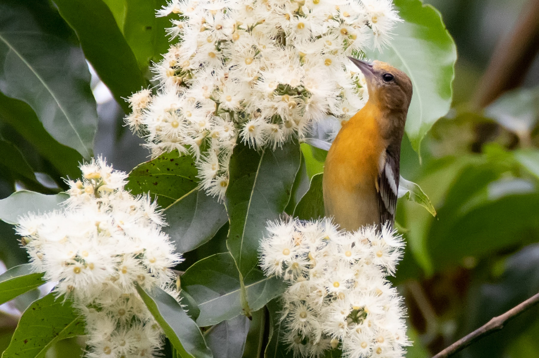 Baltimore Oriole, Female