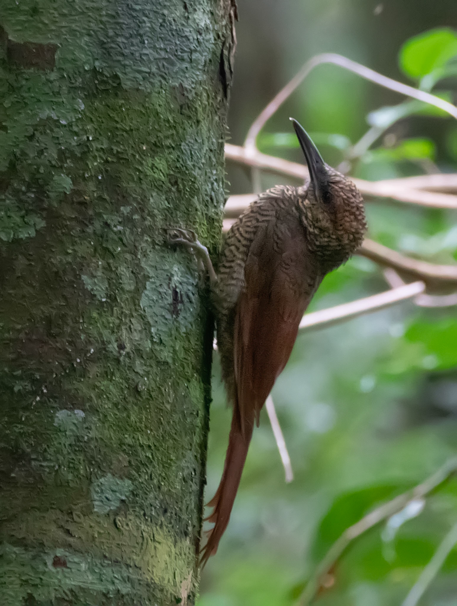 Northern-barred Woodcreeper