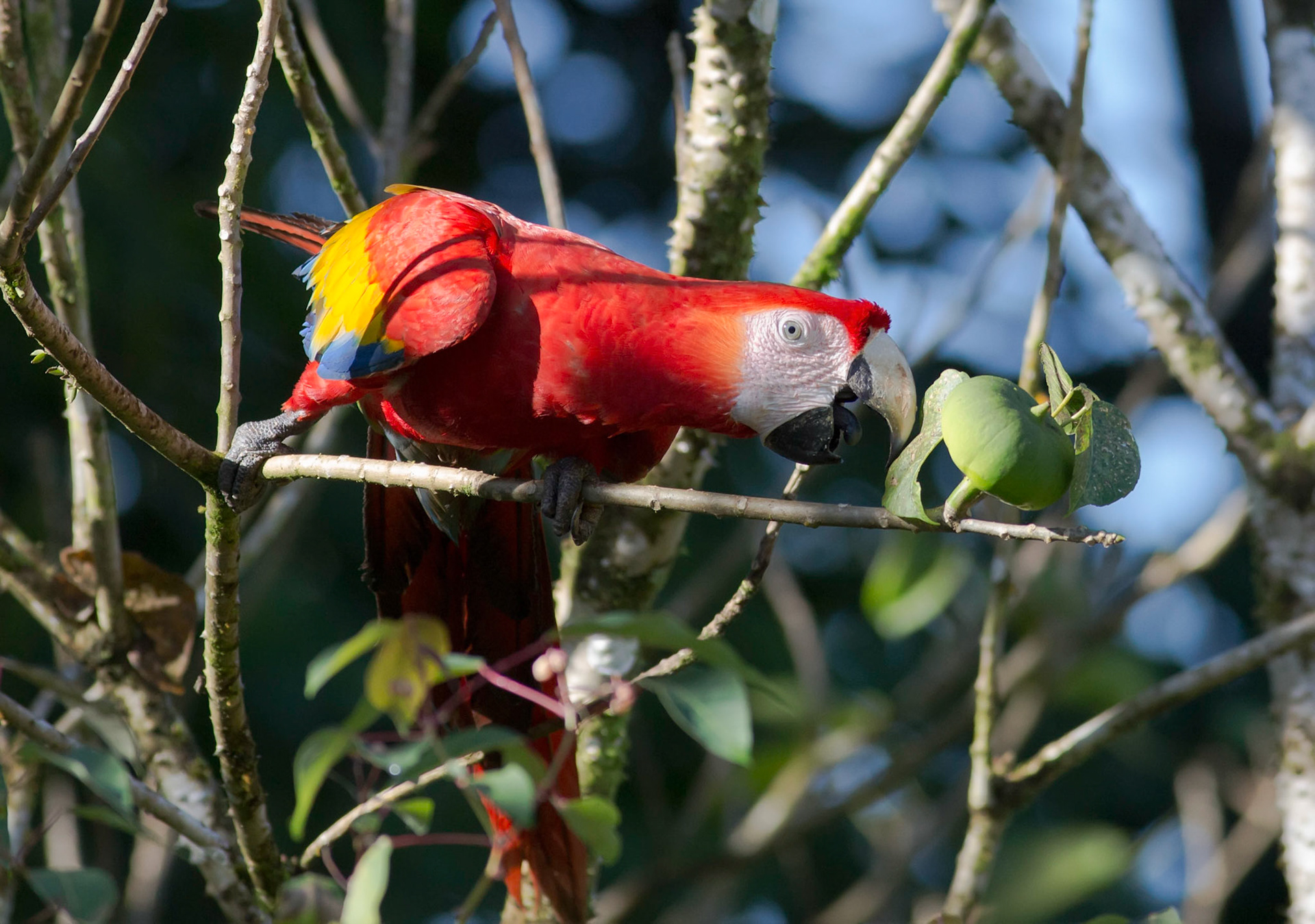 Scarlet Macaw