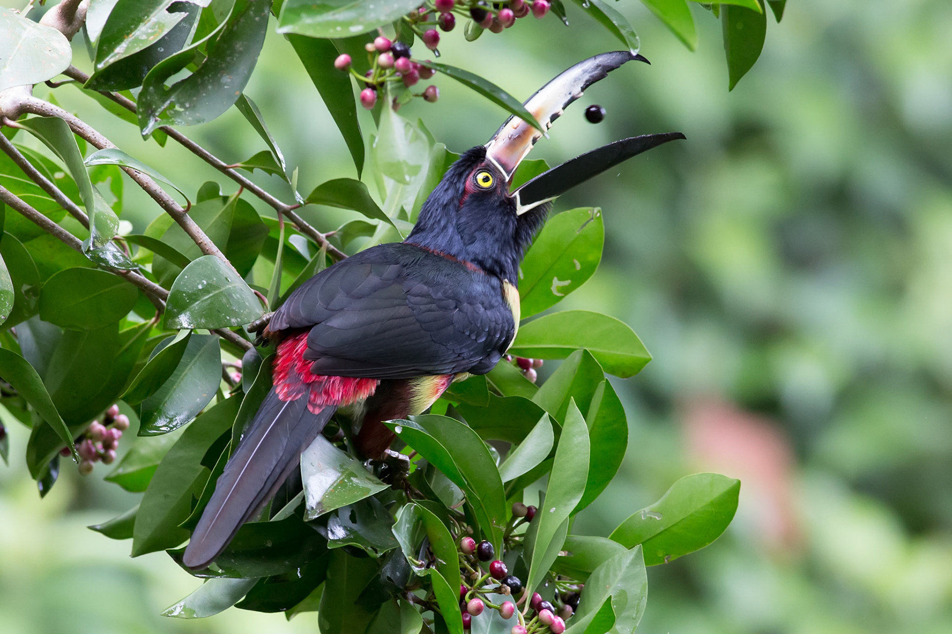 Collared Aracari