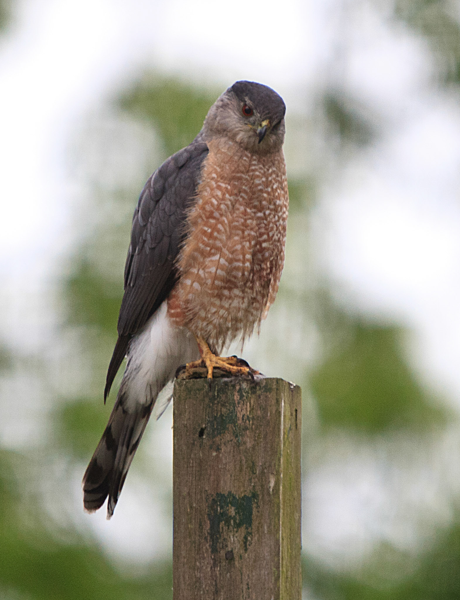 Cooper's Hawk