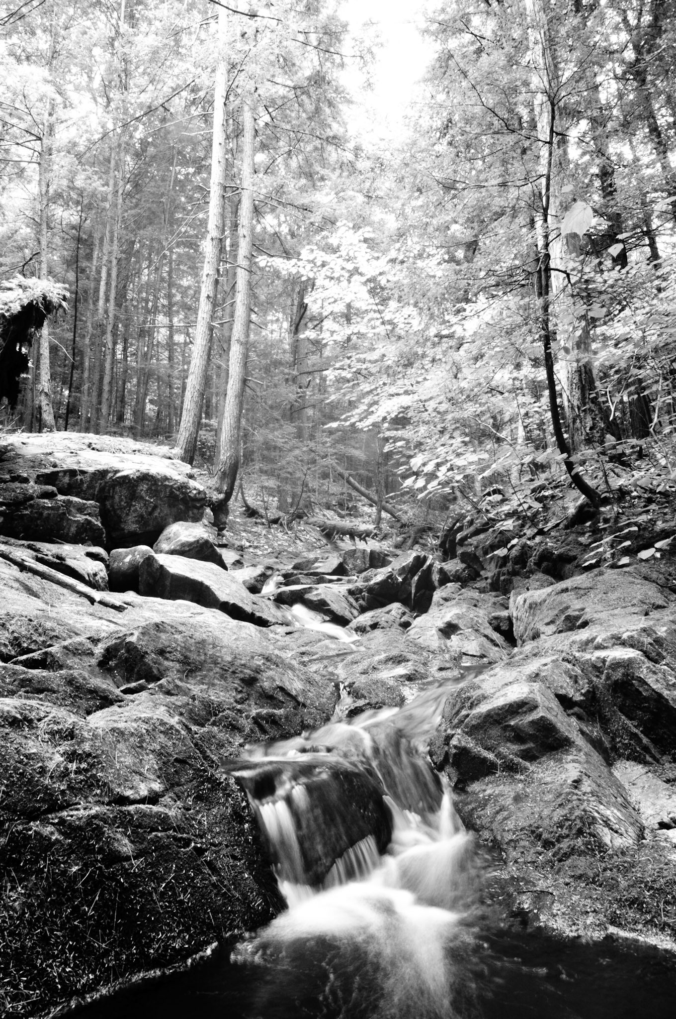 Through the Rocks and Trees