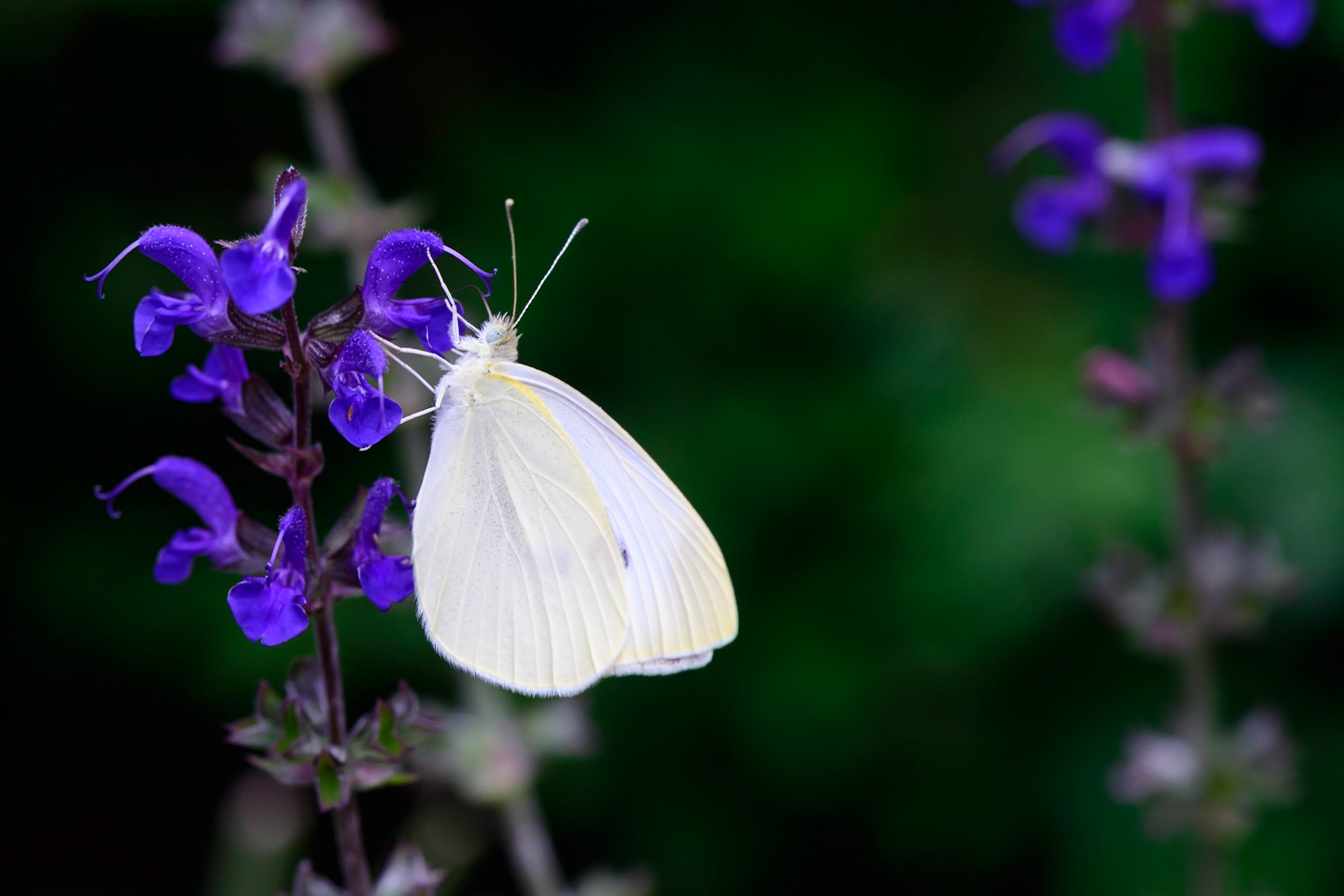 Dressed All In White