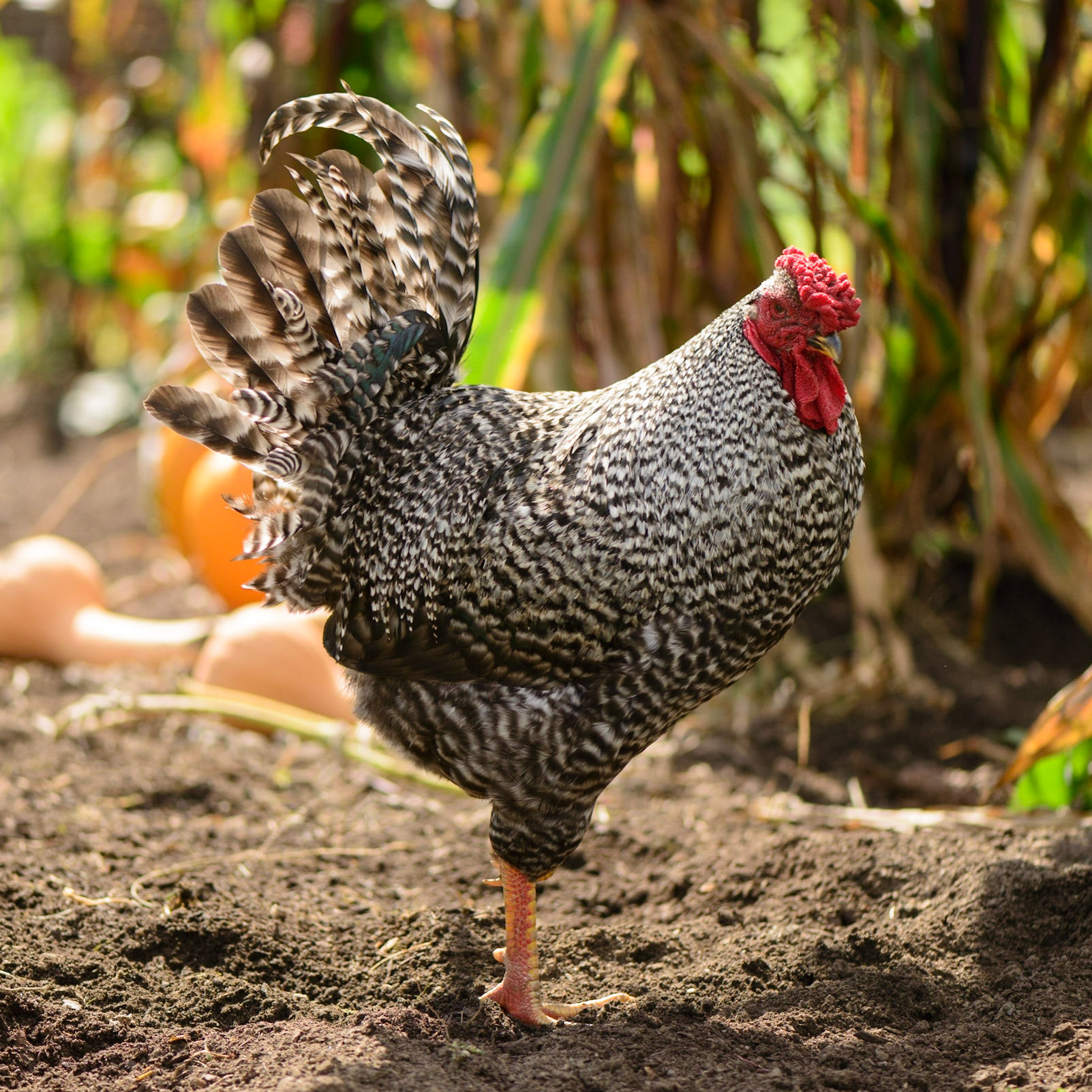 Basically the same thing as a Tyrannosaurus Rex