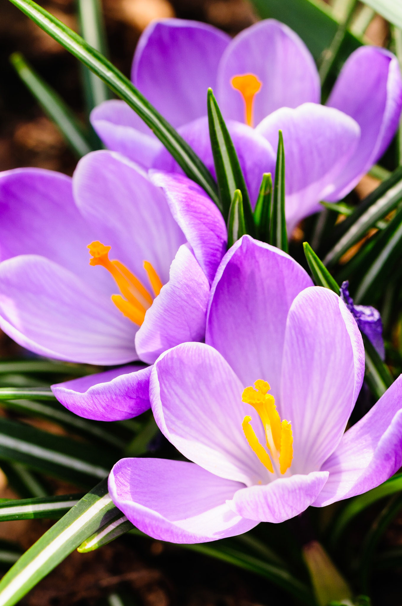 The arrival of Spring