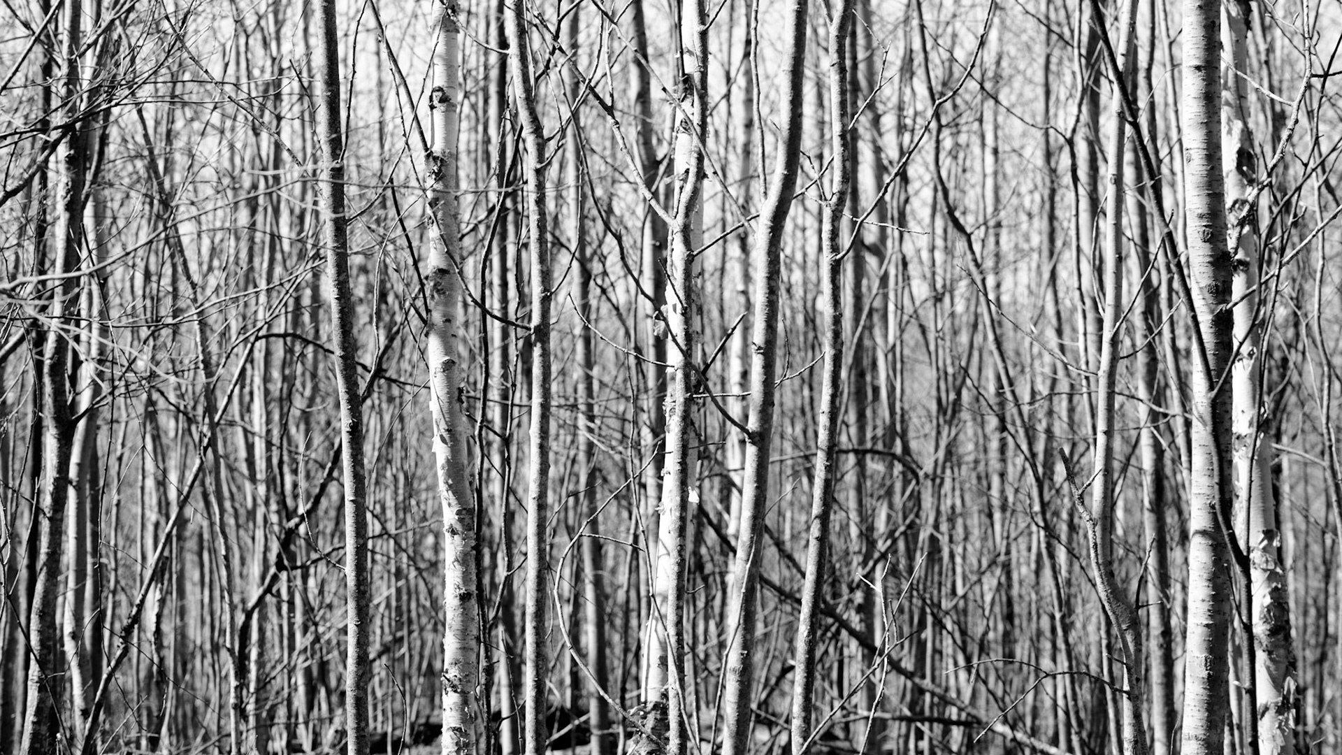 The Forest through the Trees