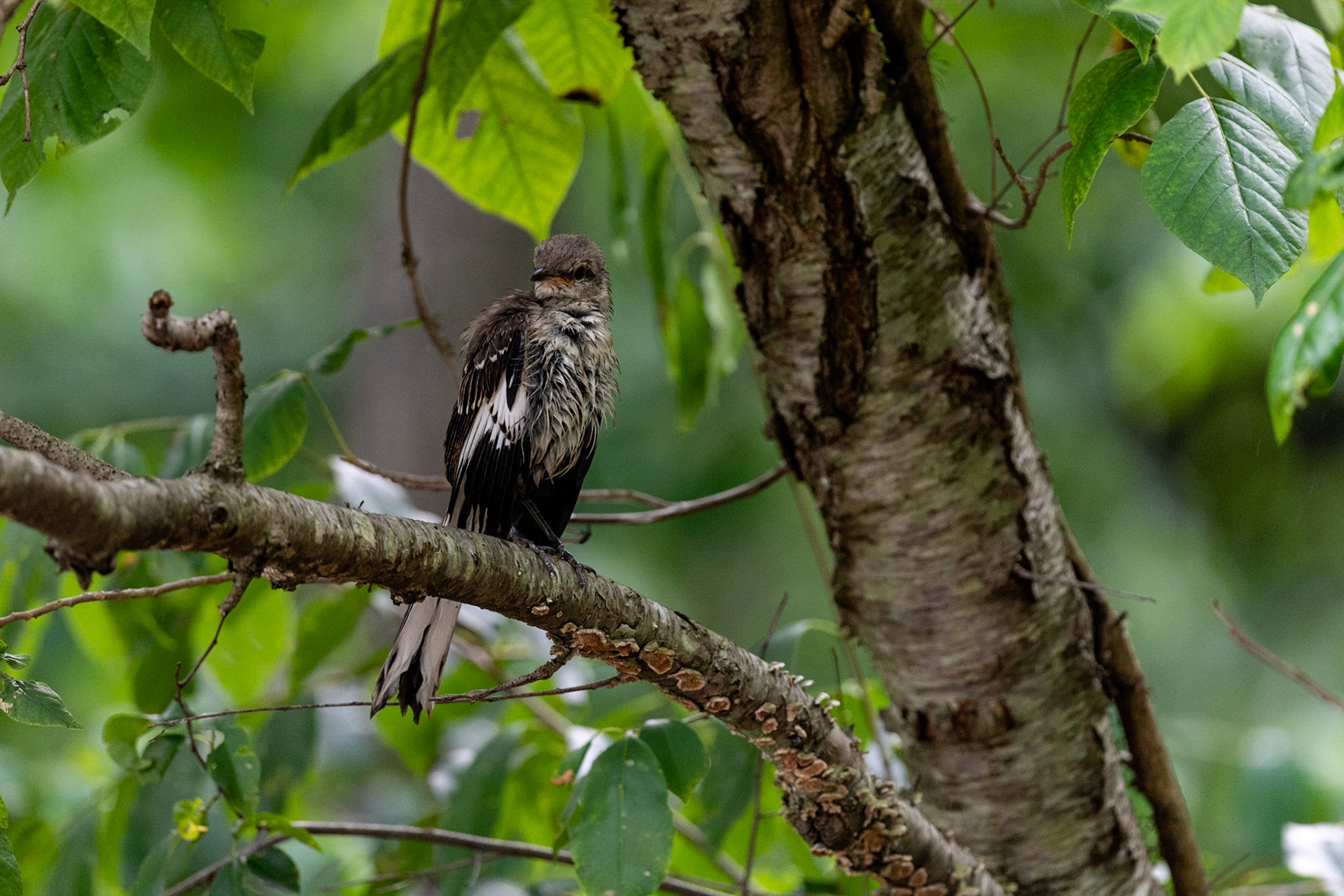 Grumpy about the rain