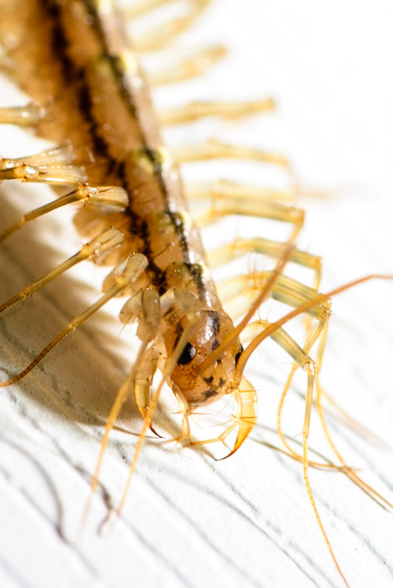 Friendly Neighborhood House Centipede