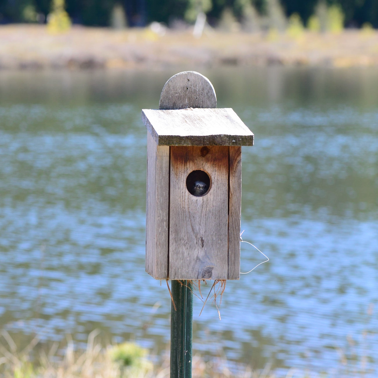 Tell them I'm not home