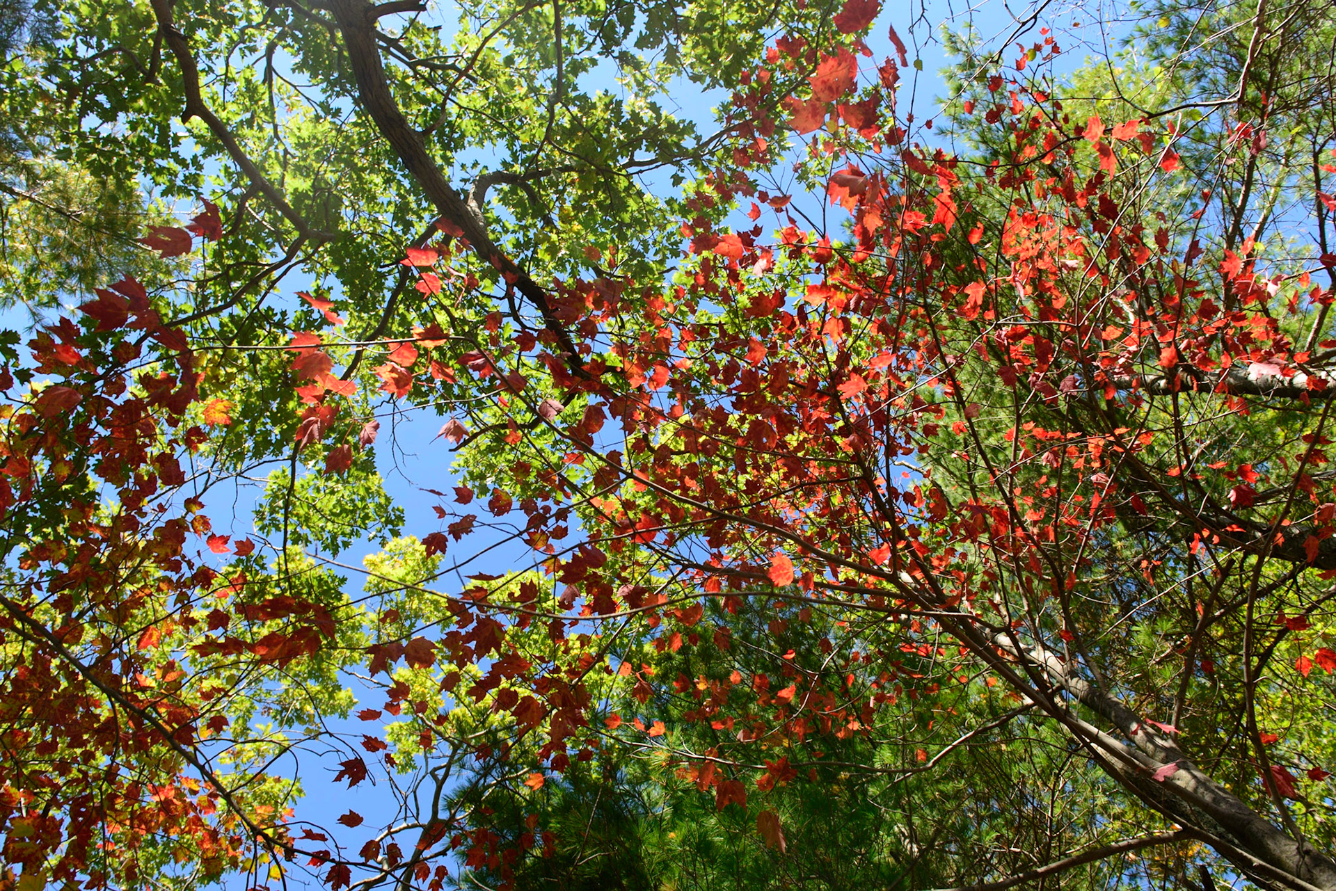 The Greatest Show On Earth