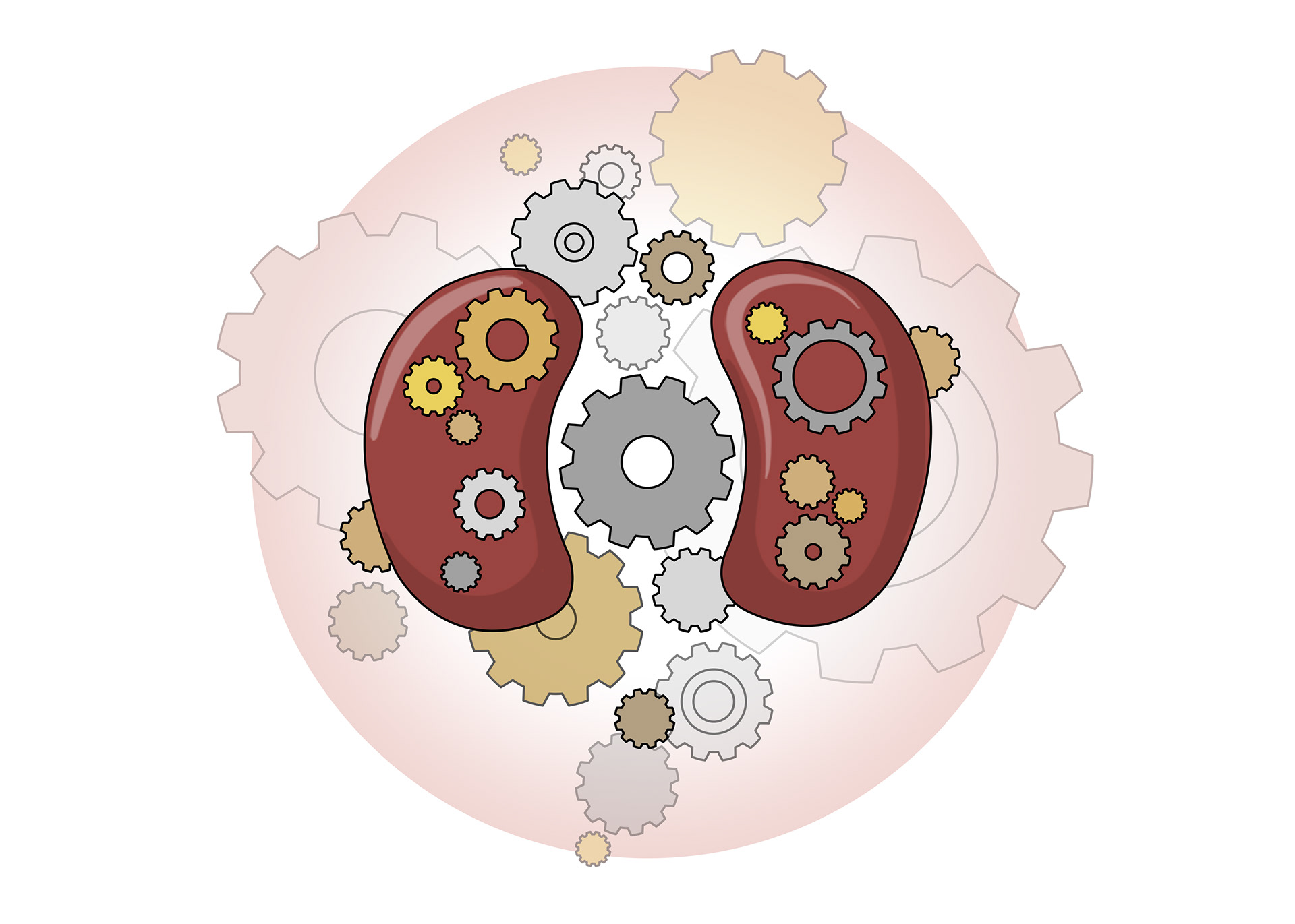 Download slmillustration - Functions of the Kidneys - Book illustration