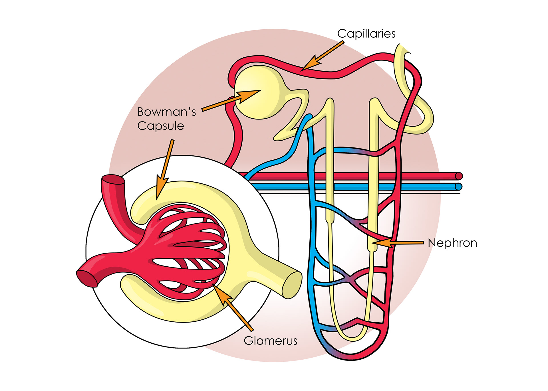 slmillustration Functions of the Kidneys Book illustration