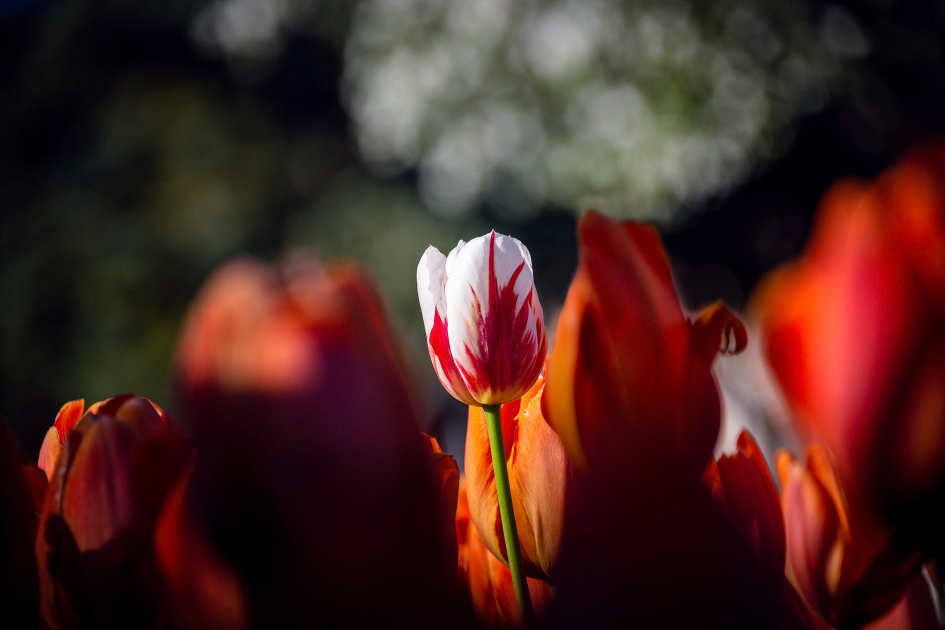 Instagram: www.instagram.com/scenesbeyondcanvas Facebook: www.facebook.com/scenesbeyondcanvas Website: www.scenesbeyondcanvas.com