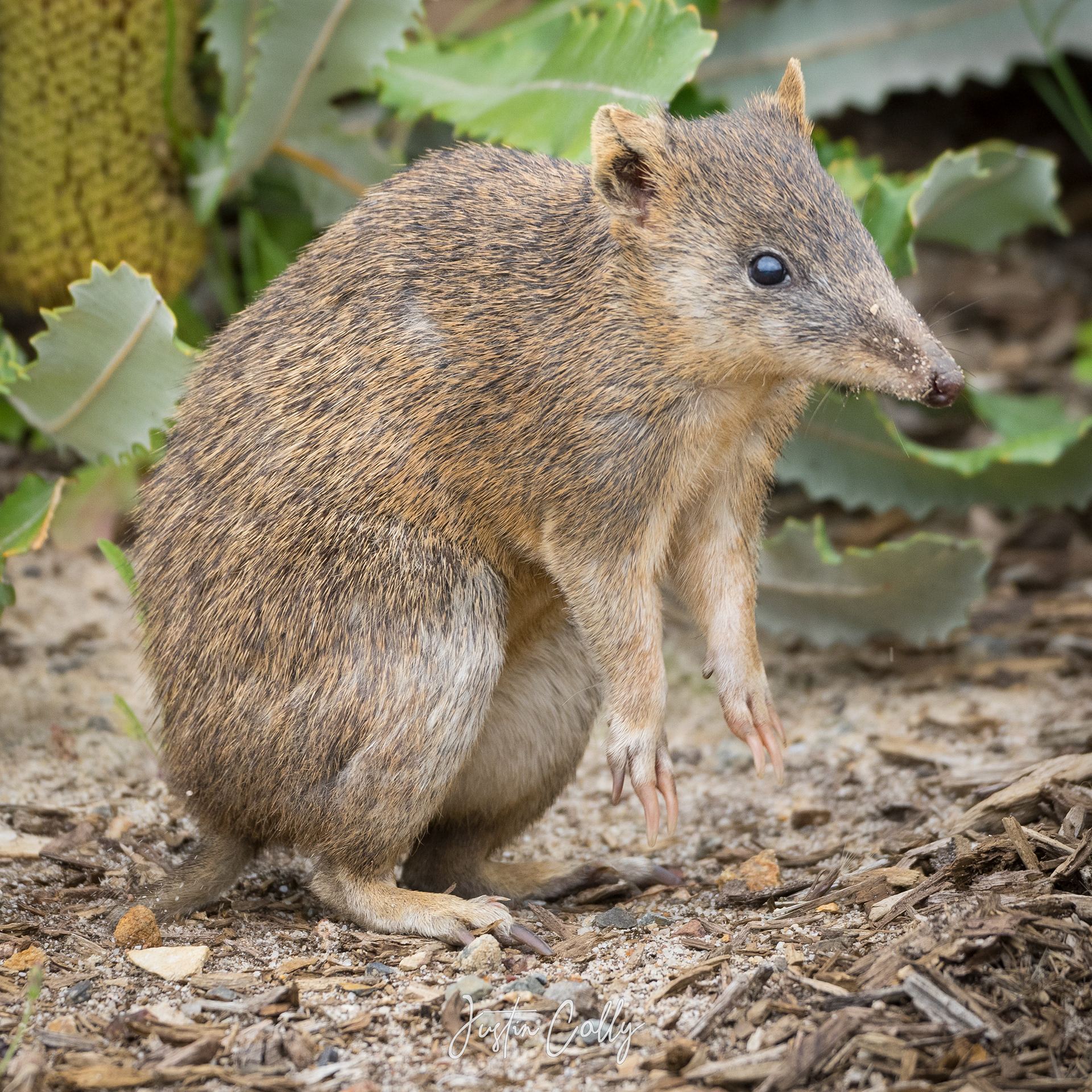 Southern brown bandicoot (Isoodon obesulus) in Melbourne, Australia