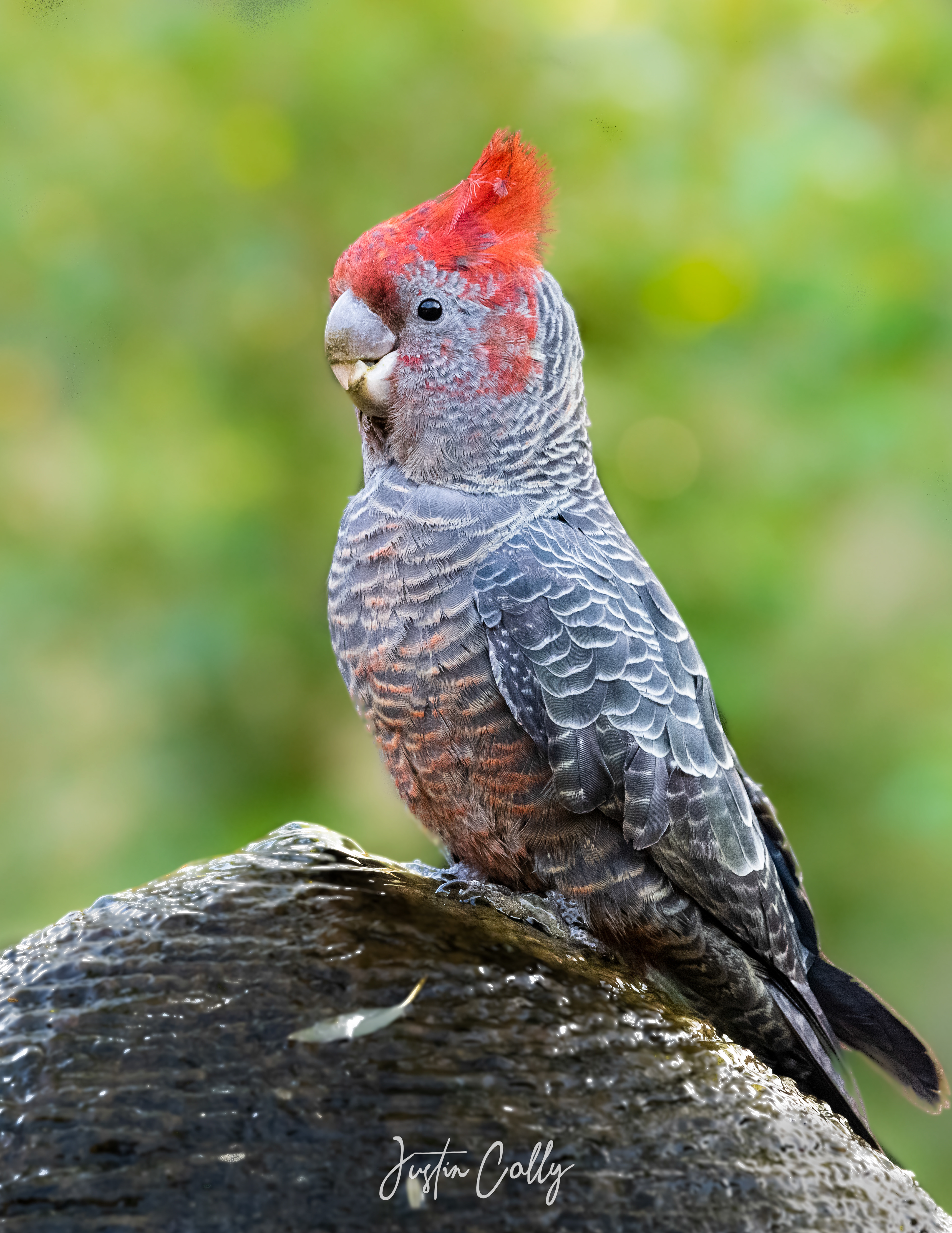 Gang-gang cockatoo (Callocephalon fimbriatum) in Melbourne, Australia
