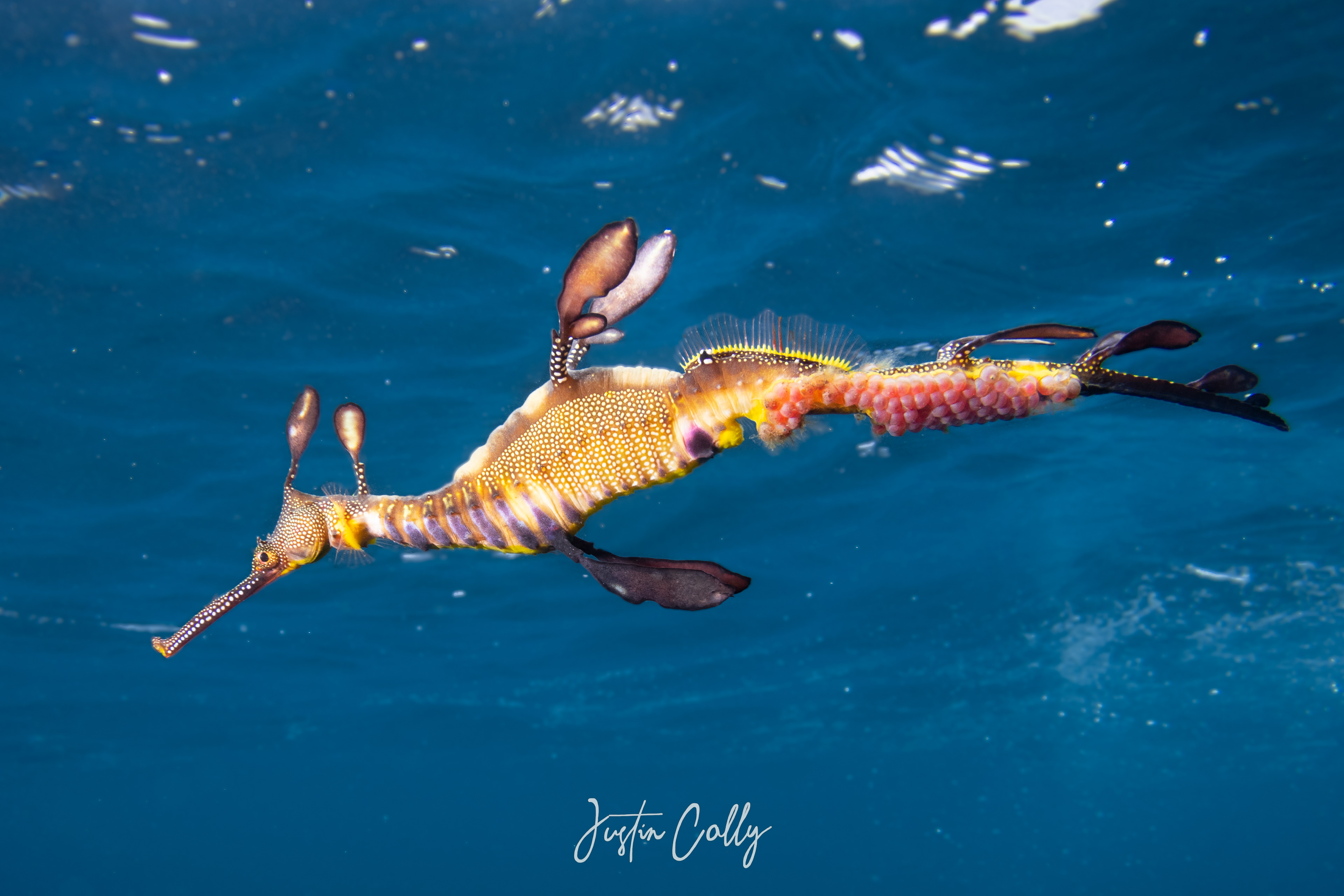 Weedy seadragon (Phyllopteryx taeniolatus) male