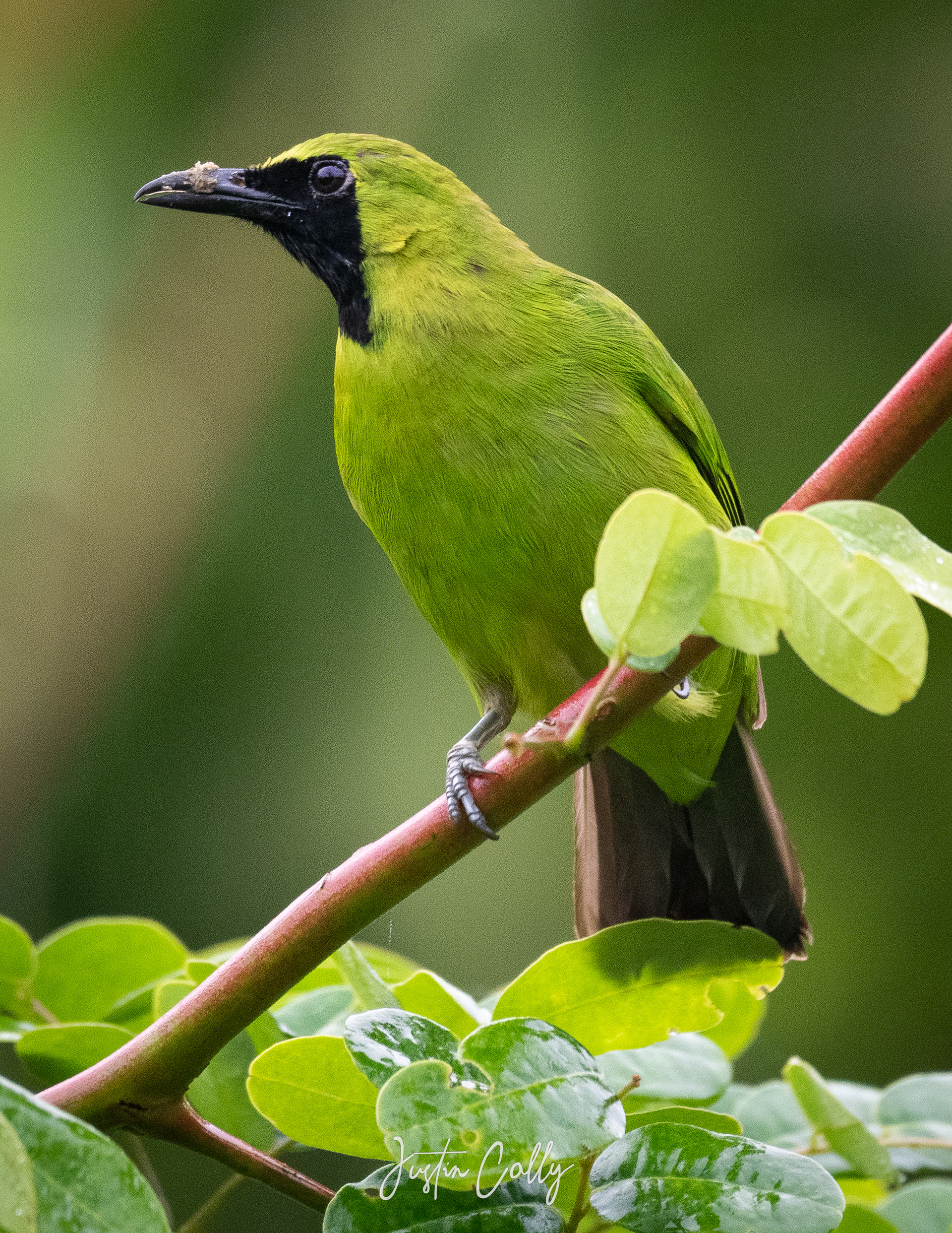 Lesser green leafbird (Chloropsis cyanopogon) in Danum Valley (Borneo)