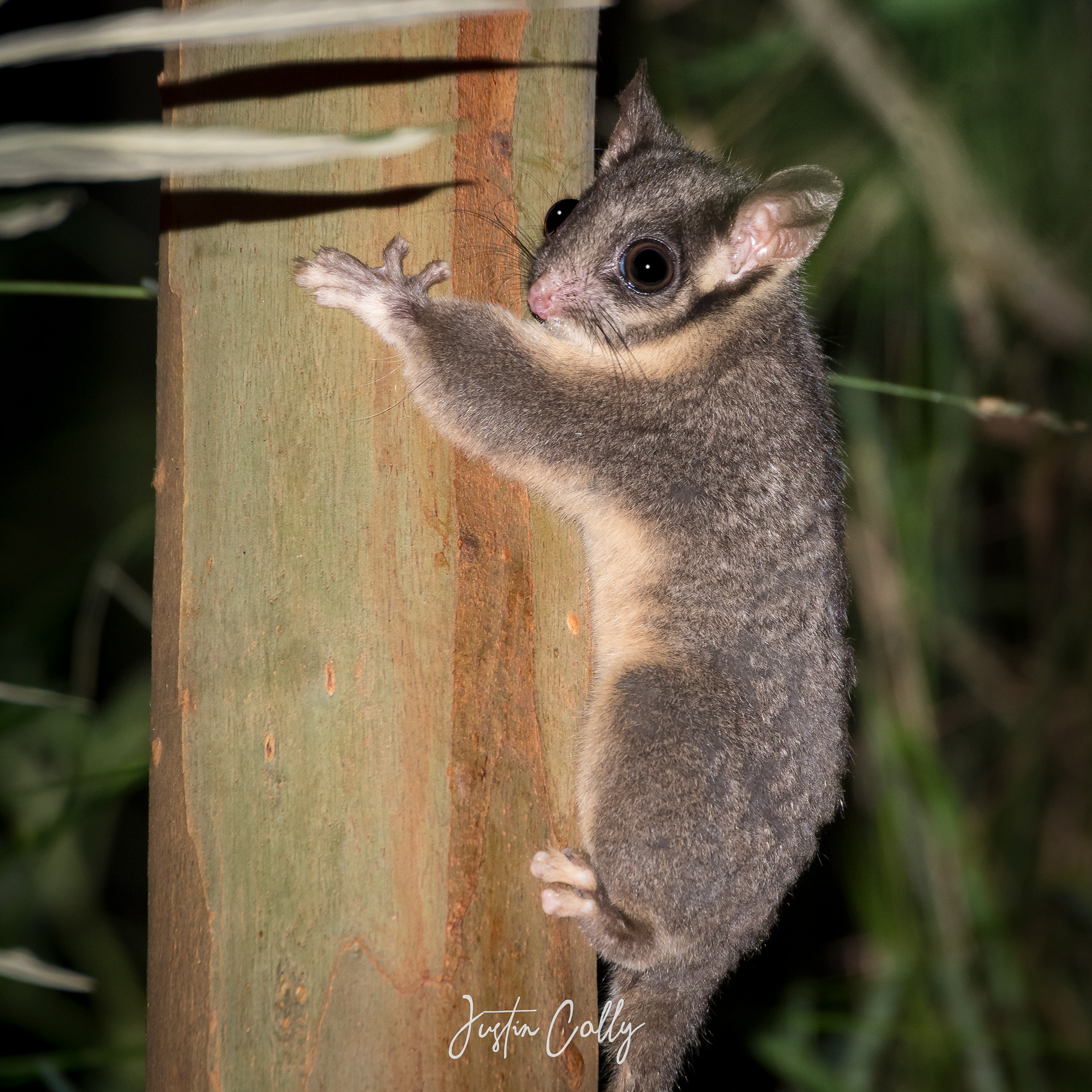 Leadbeater's possums (Gymnobelideus leadbeateri) in Powelltown