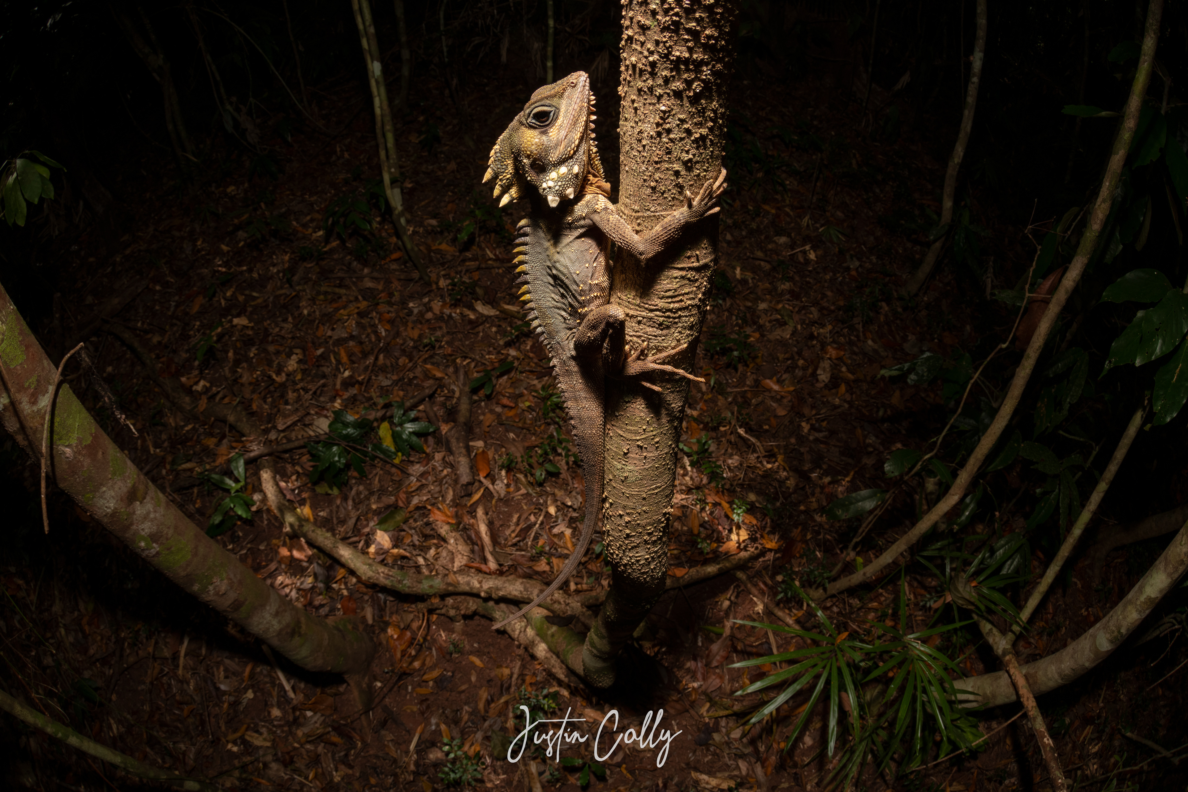 Boyd's forest dragon (Lophosaurus boydii) in Daintree, Australia