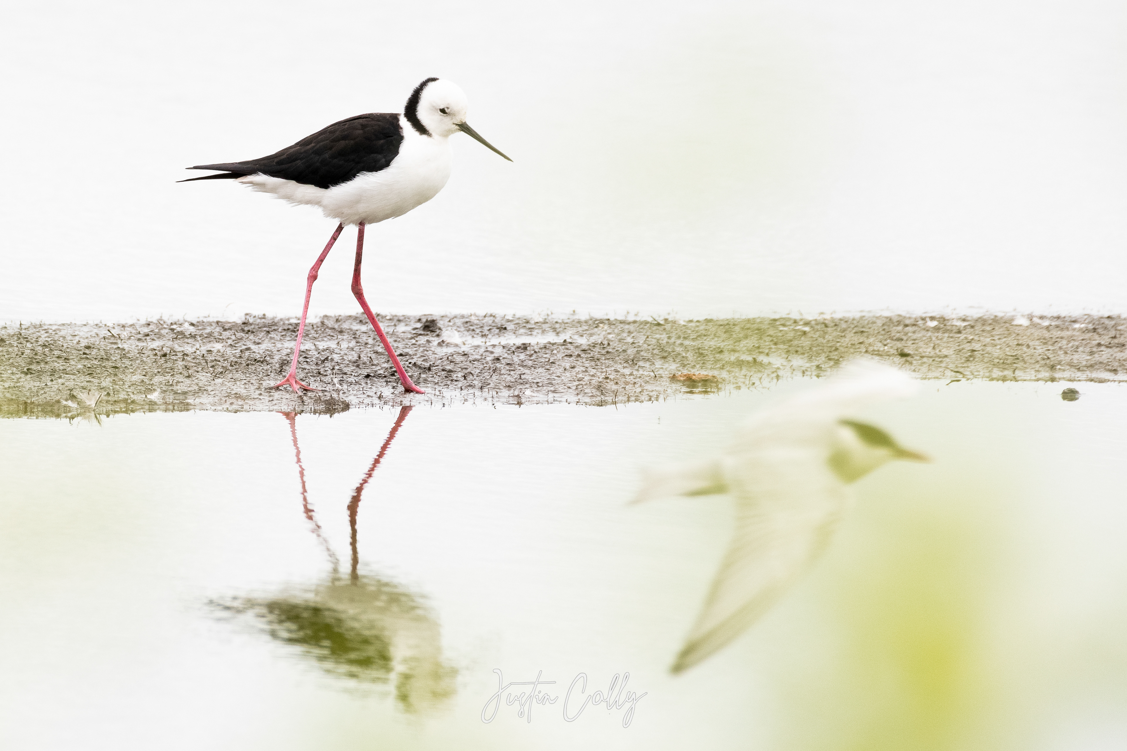 Black-winged stilt (Himantopus himantopus) being photobombed by a tern in Melbourne, Australia