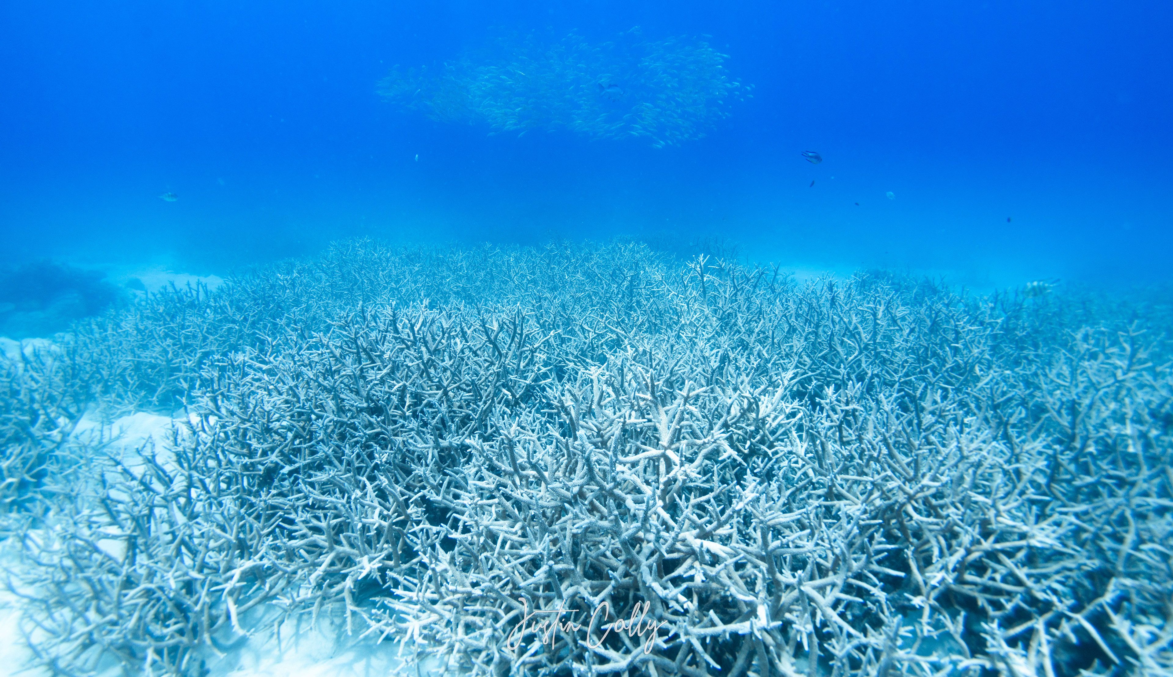Field of bleached Staghorn coral