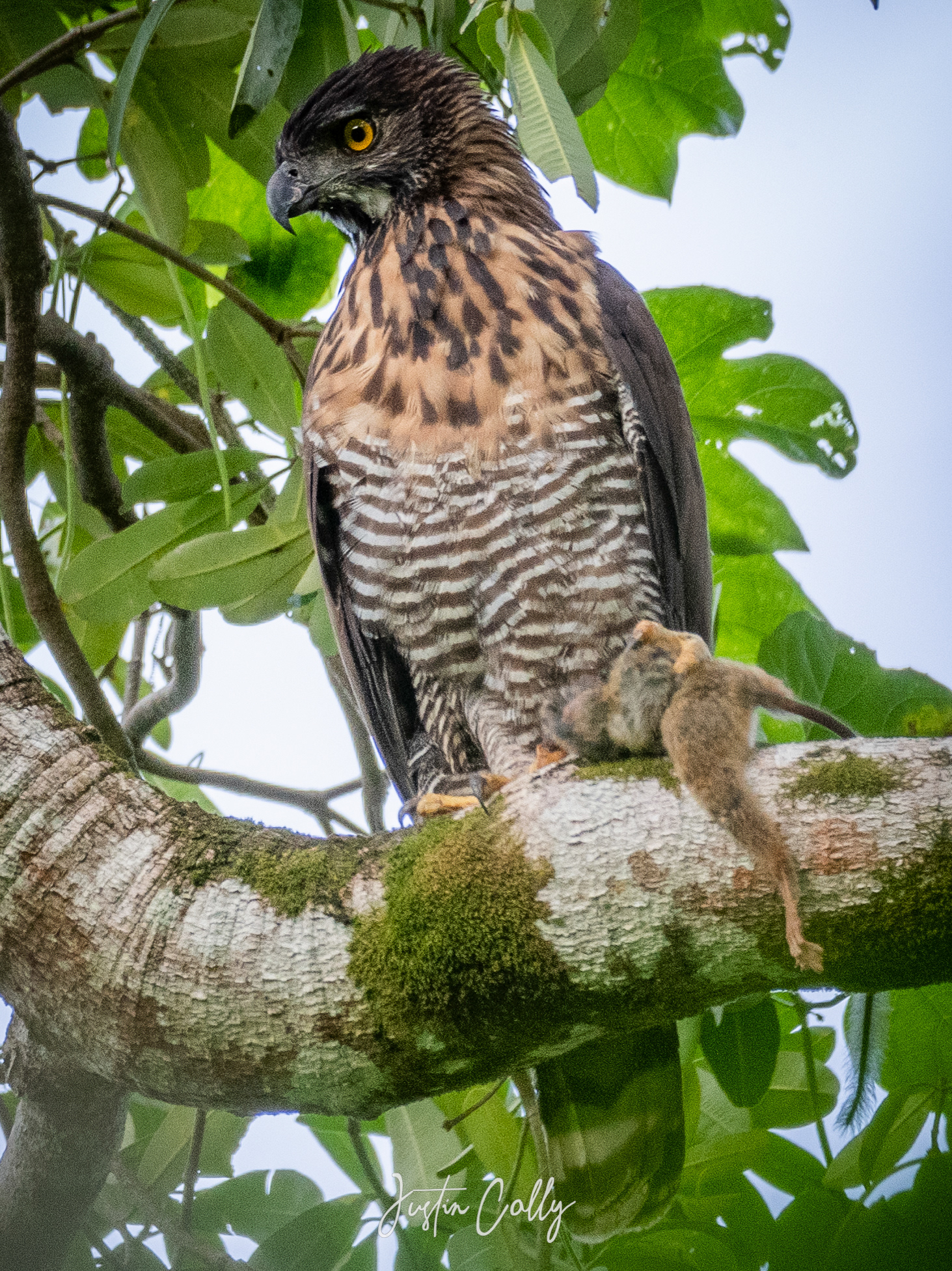 Sulawesi hawk-eagle (Nisaetus lanceolatus) with a spectral tarsier (Tarsius spectrum) as prey in Tangkoko, Sulawesi