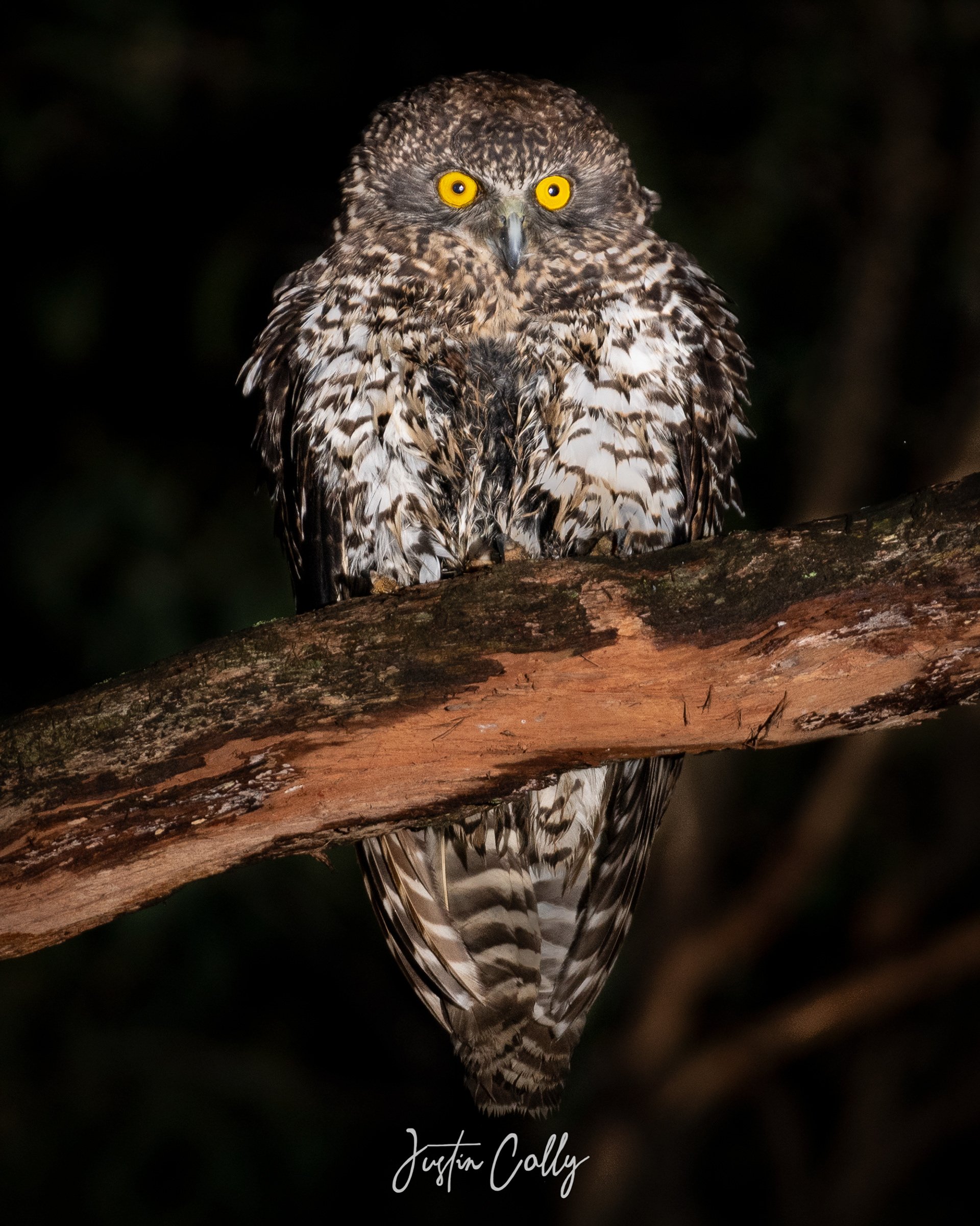 Poweful owl (Ninox strenua) in the Yarra Ranges