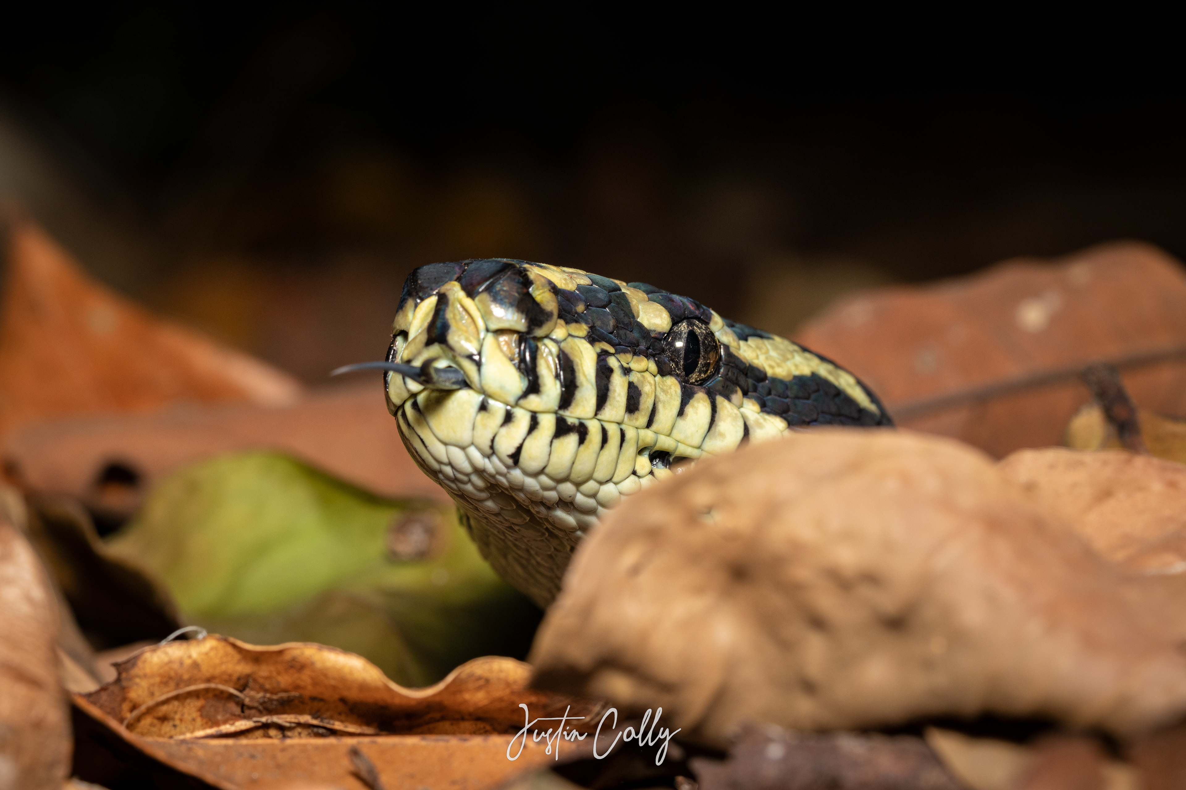 Carpet python (Morelia spilota) in Atherton Tablelands, Australia