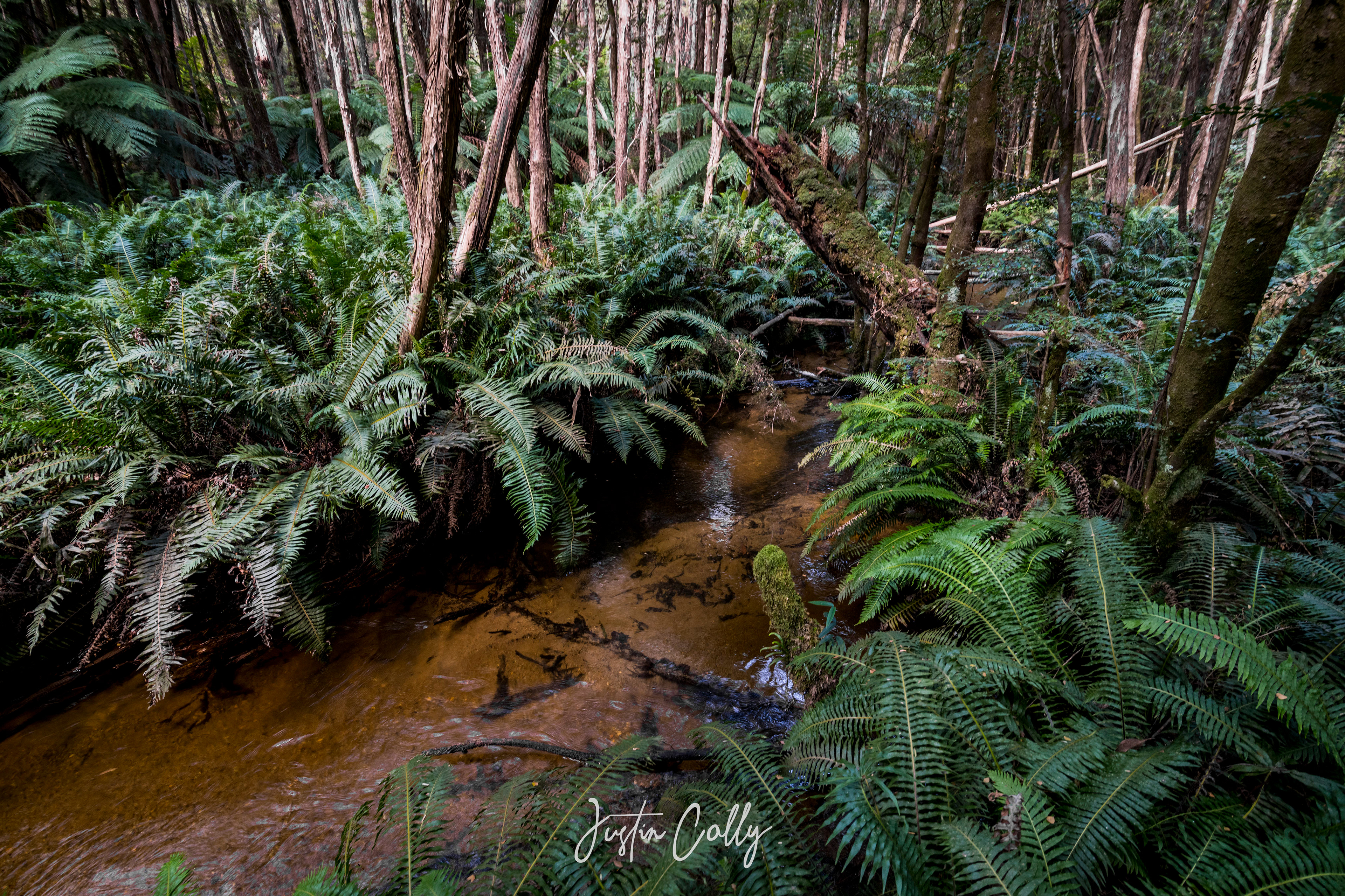 Murrindindi River, Toolangi