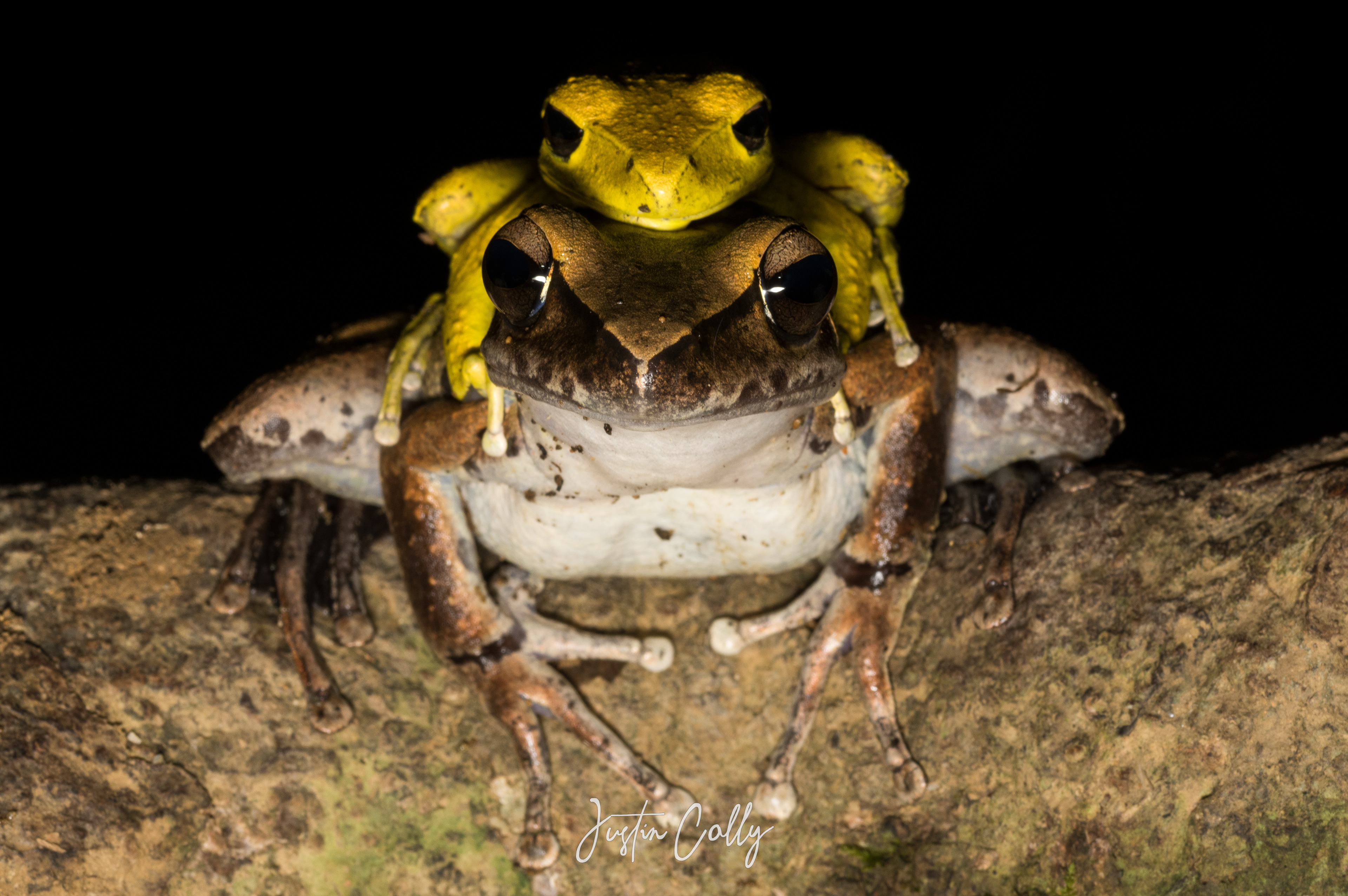 Mating northern stony-creek frogs (Litoria jungguy) in Daintree, Australia