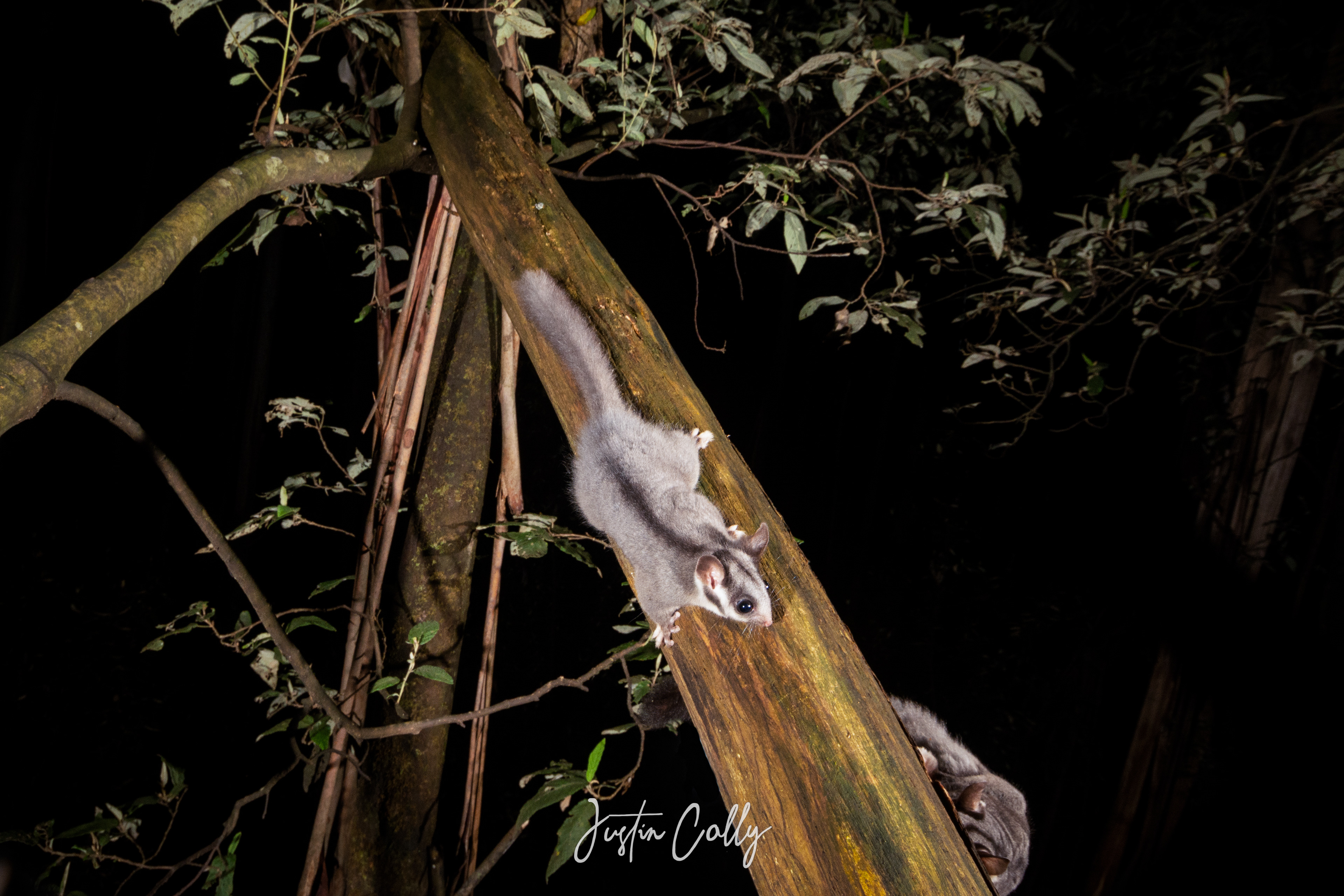 Leadbeater's possums (Gymnobelideus leadbeateri) in Toolangi, Australia'