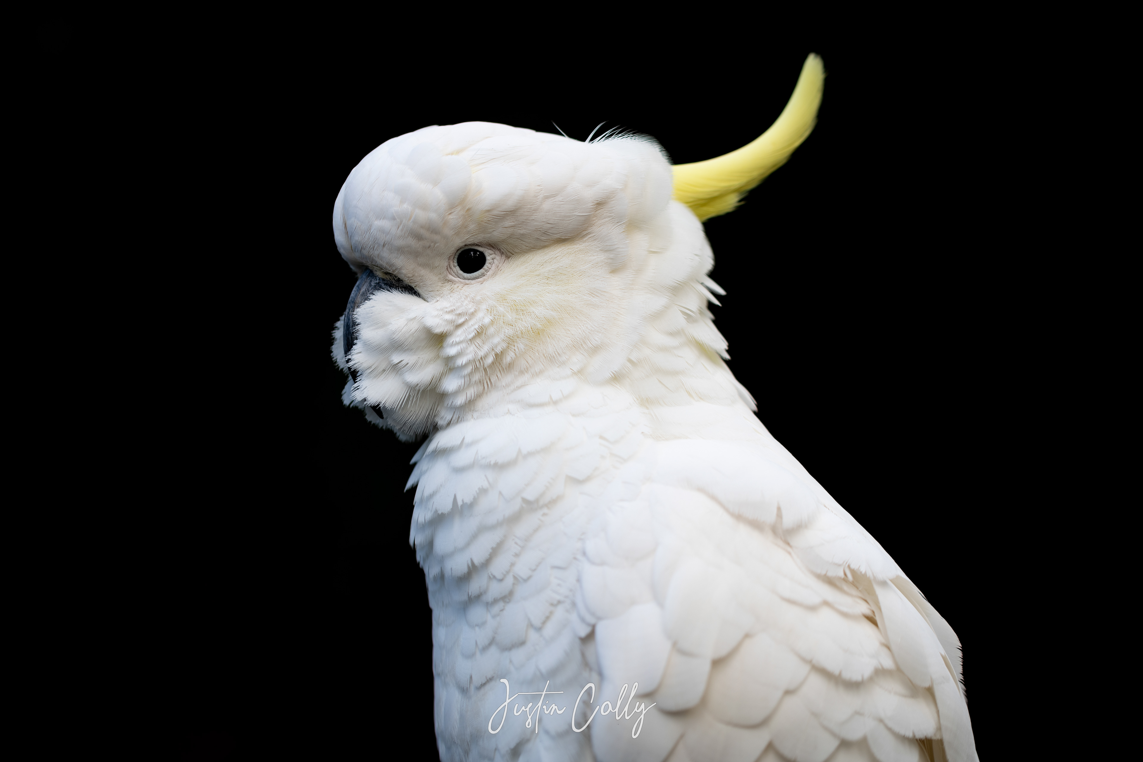 Sulphur-crested cockatoo (Cacatua galerita) in Melbourne, Australia
