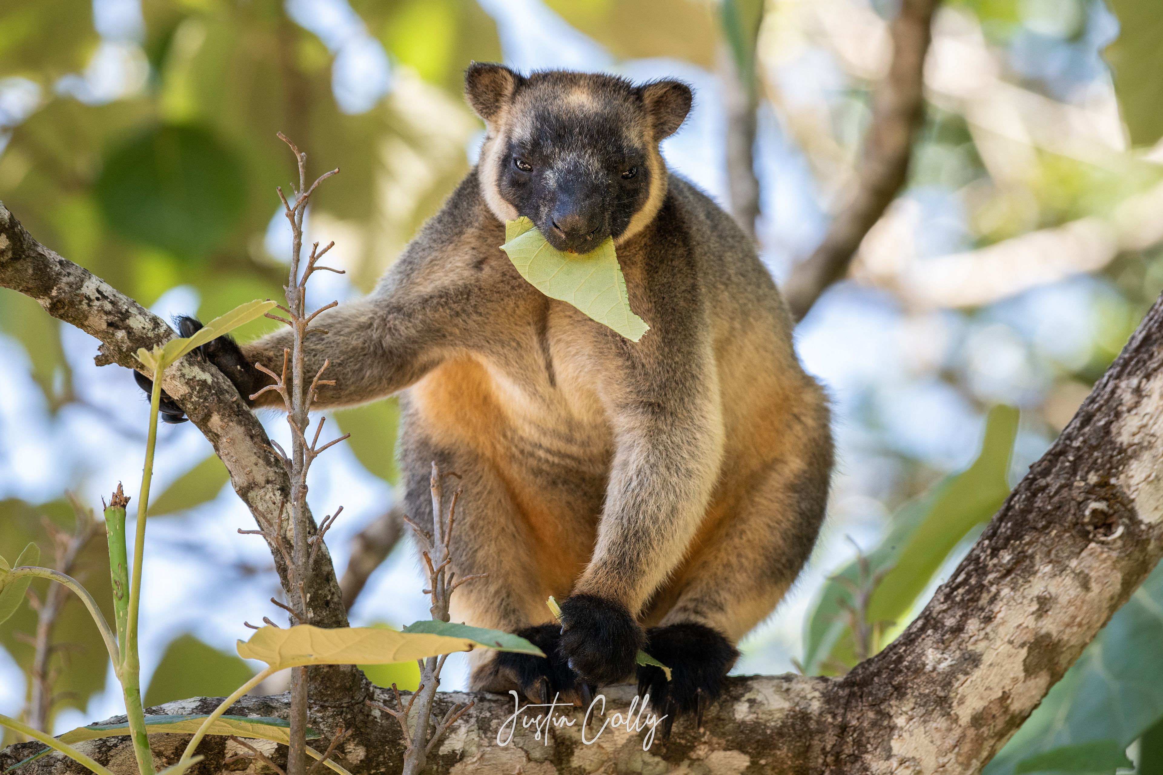 Lumholtz's tree-kangaroo (Dendrolagus lumholtzi) in Atherton tablelands, Australia